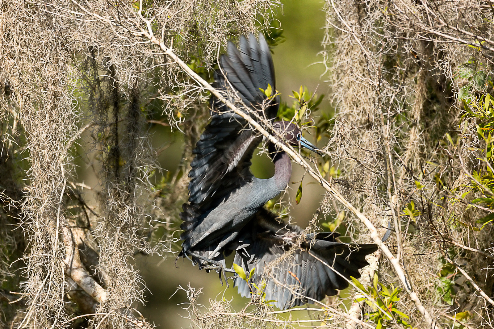 Canon EOS 5DS + Sigma 150-600mm F5-6.3 DG OS HSM | C sample photo. Little blue heron taking stick to nest photography