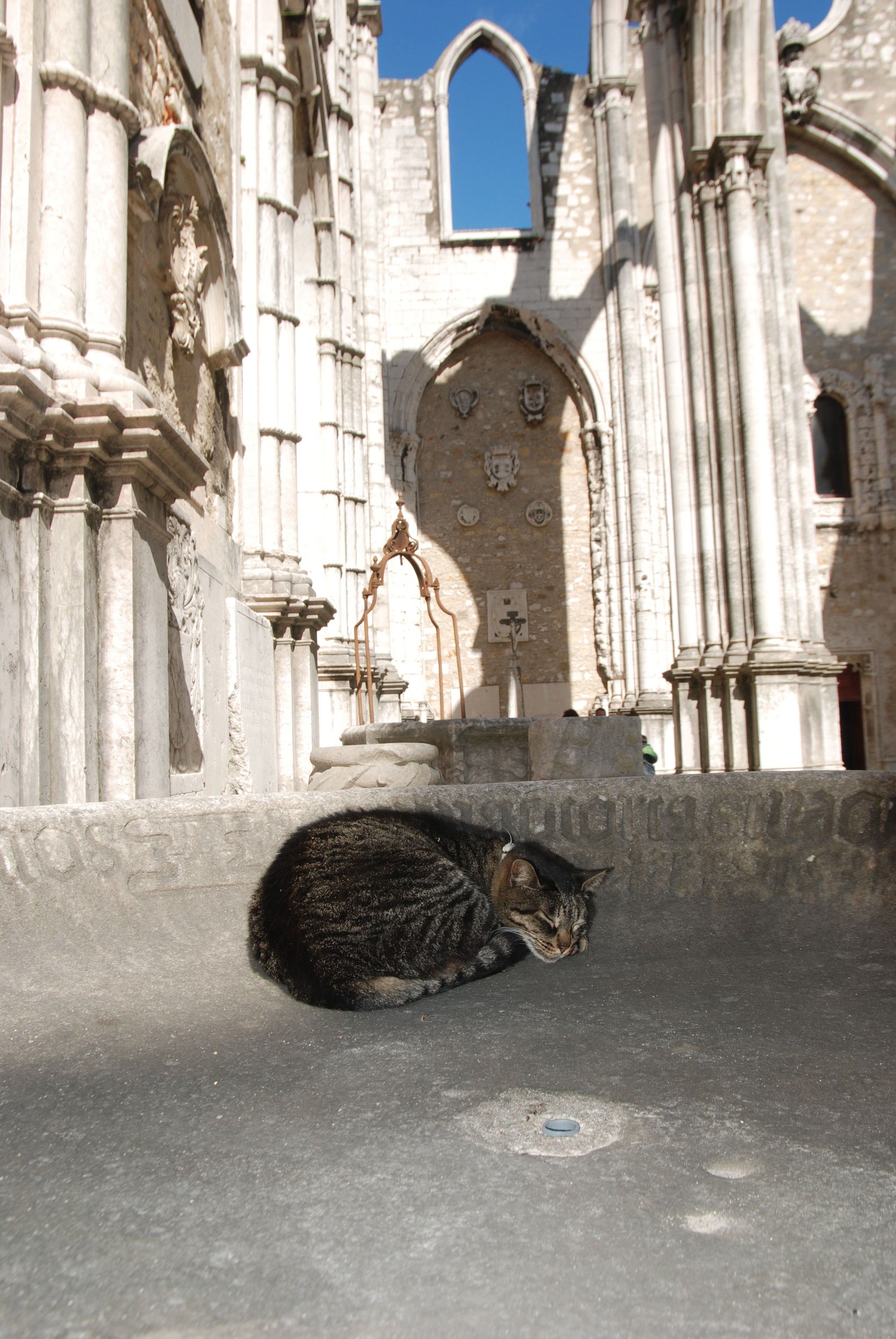 Nikon D80 sample photo. Sleepy cat photography