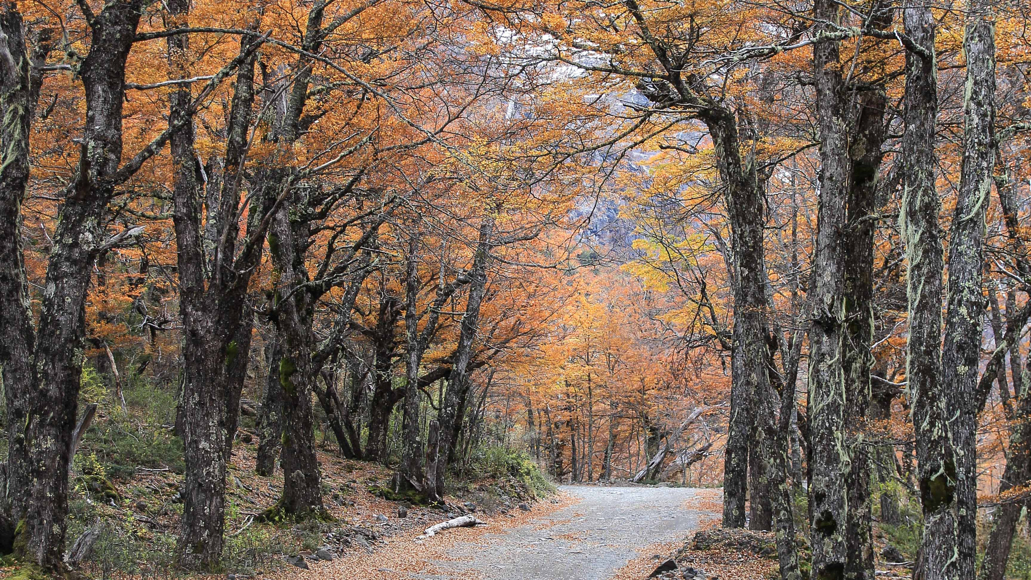 Canon EOS 550D (EOS Rebel T2i / EOS Kiss X4) sample photo. Camino al cerro tronador photography