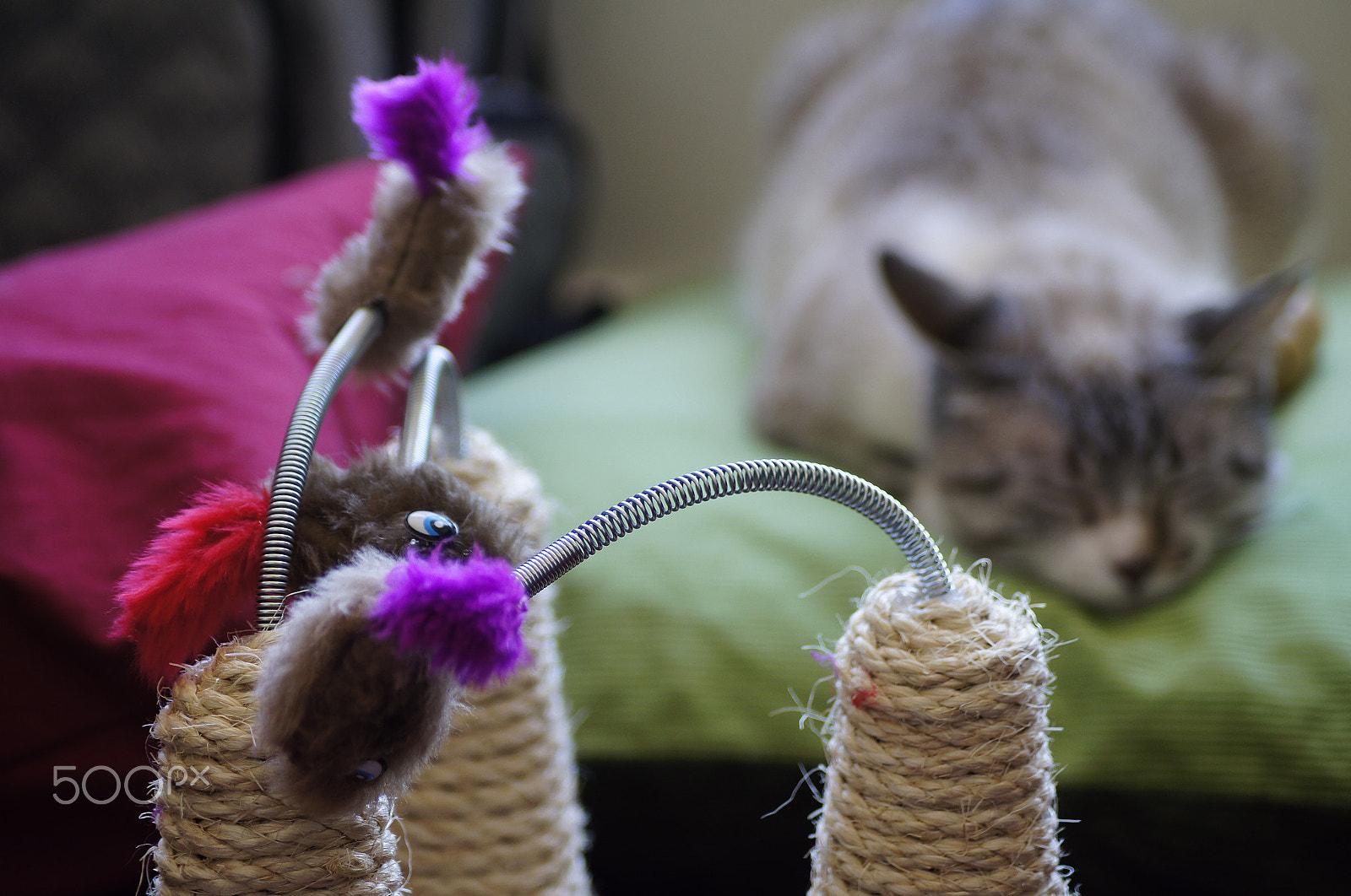 Sony DT 55-200mm F4-5.6 SAM sample photo. Just a toy photography