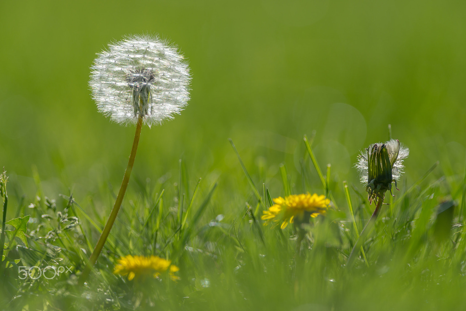 Nikon D800E + Nikon AF-S Nikkor 300mm F4D ED-IF sample photo. Dandelion dream photography