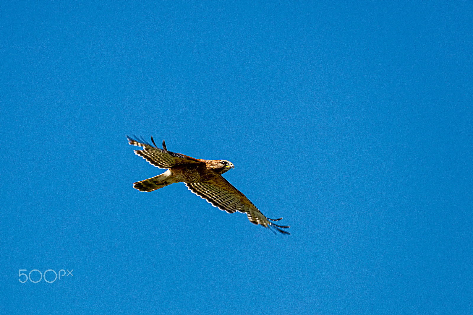 Sigma 150-600mm F5-6.3 DG OS HSM | C sample photo. Cooper's hawk in flight photography
