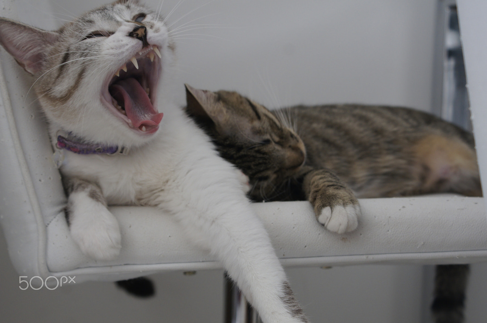 Sony Alpha DSLR-A580 sample photo. Awwn photography
