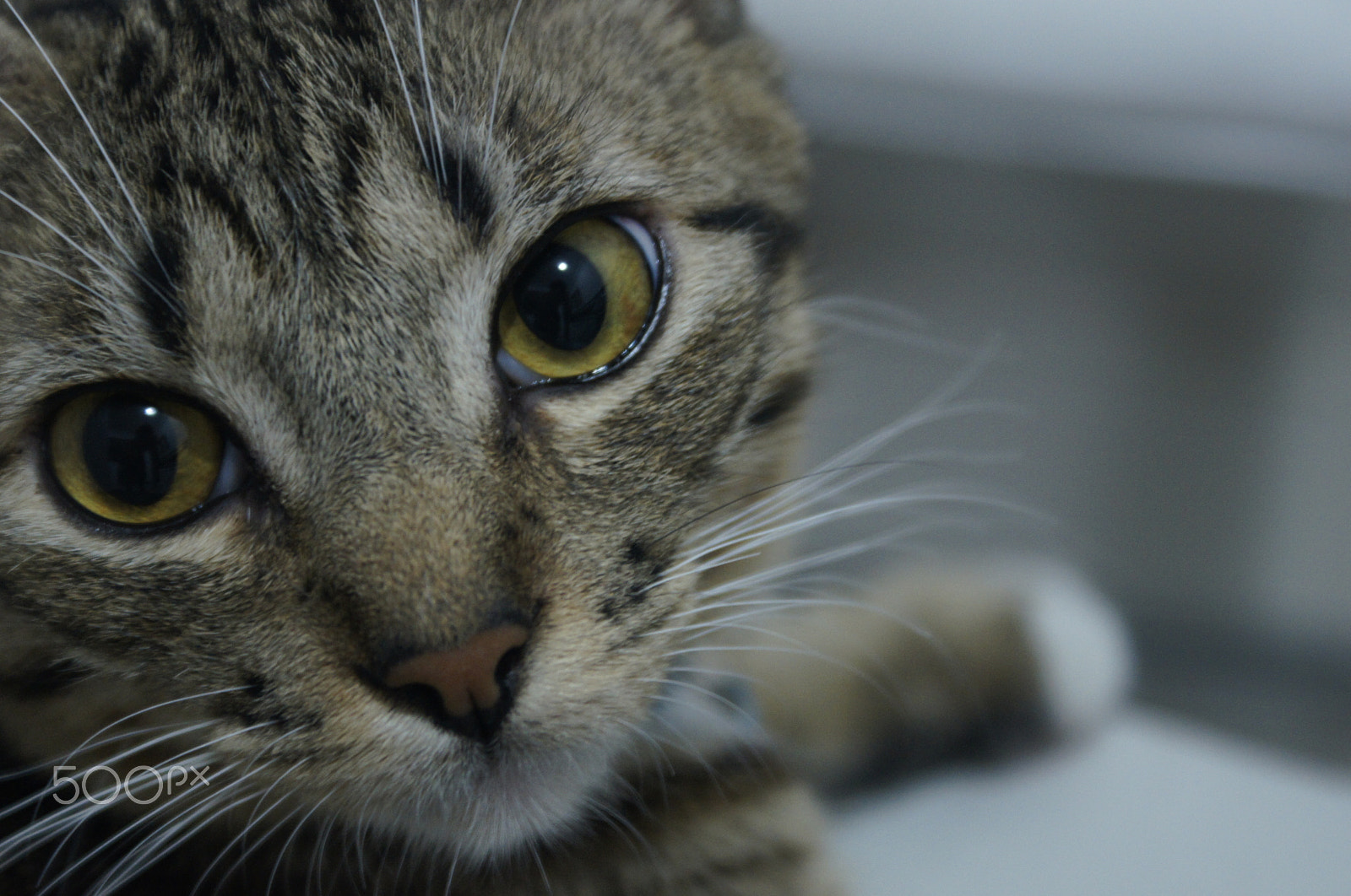 Sony Alpha DSLR-A580 sample photo. Hi! photography