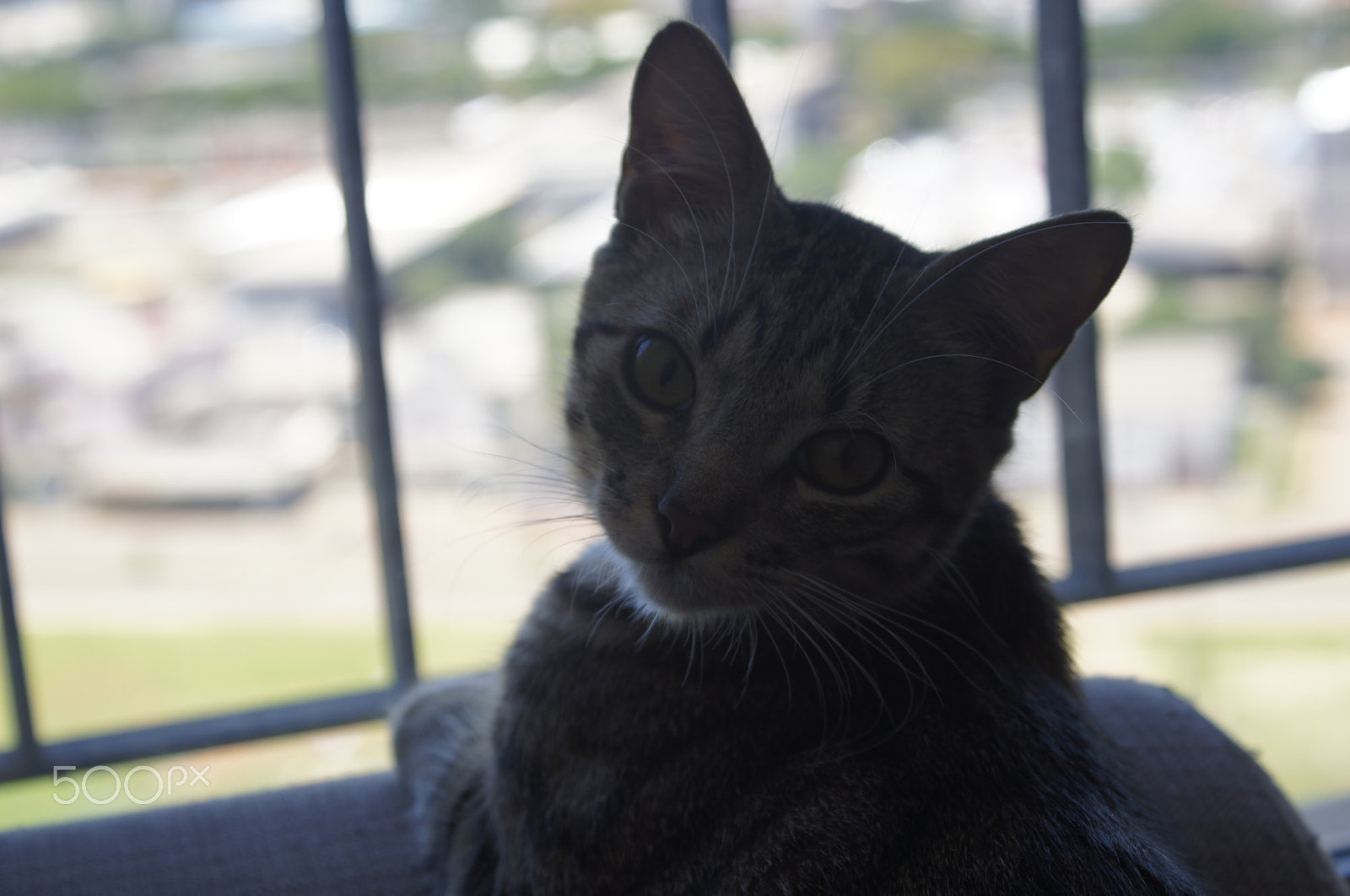 Sony Alpha DSLR-A580 sample photo. What are you doing? photography