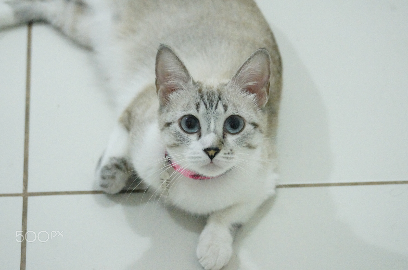 Sony Alpha DSLR-A580 sample photo. Hey photography
