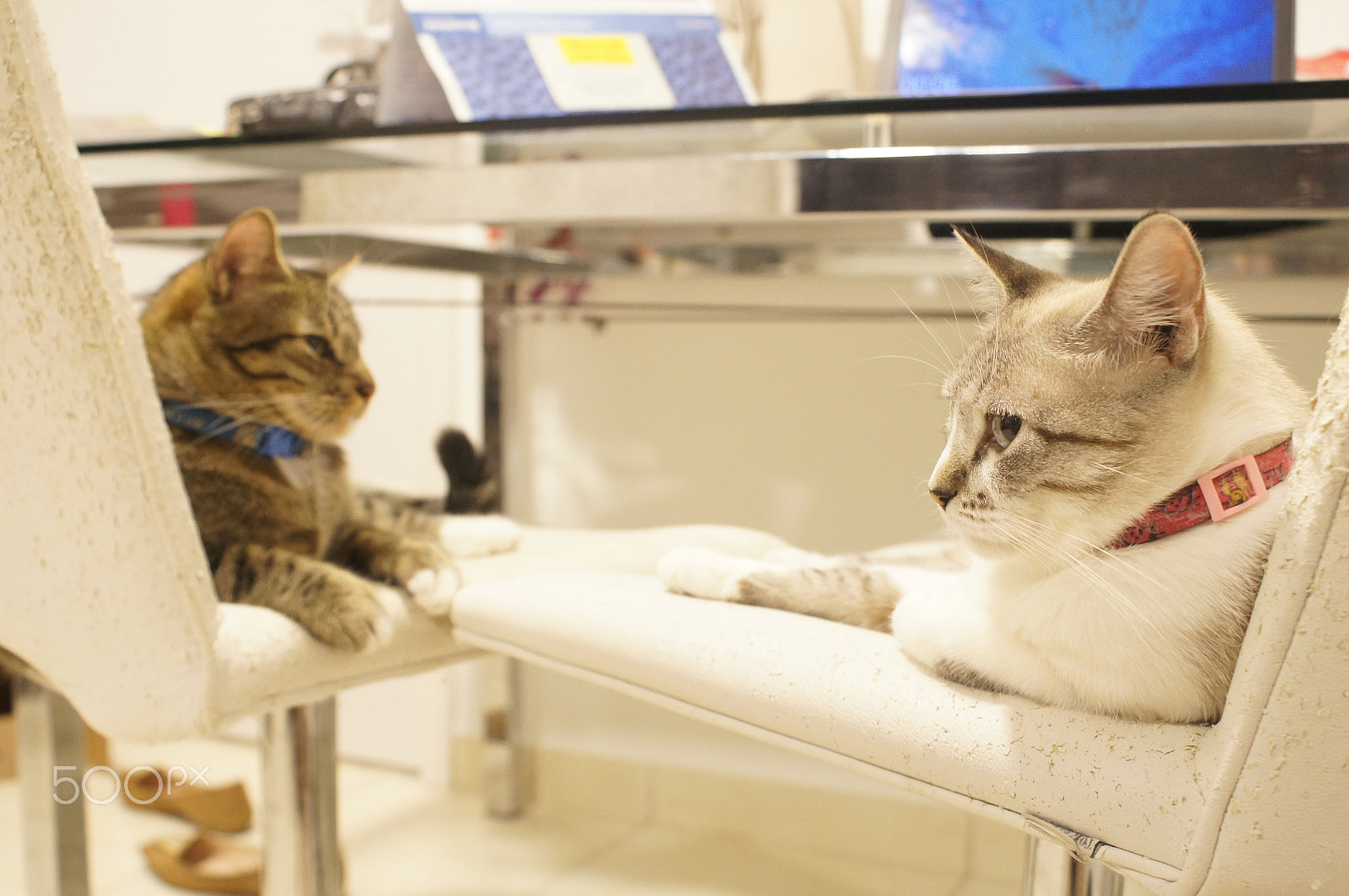 Sony Alpha DSLR-A580 sample photo. Cats photography