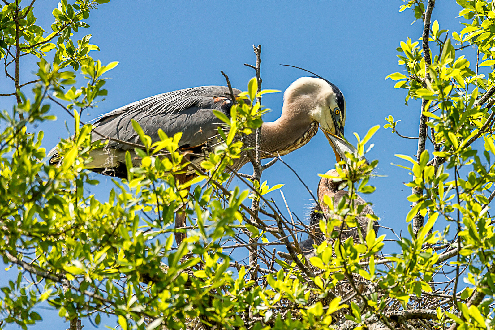 Canon EOS 5DS + Sigma 150-600mm F5-6.3 DG OS HSM | C sample photo. Great blue heron feeding chick photography