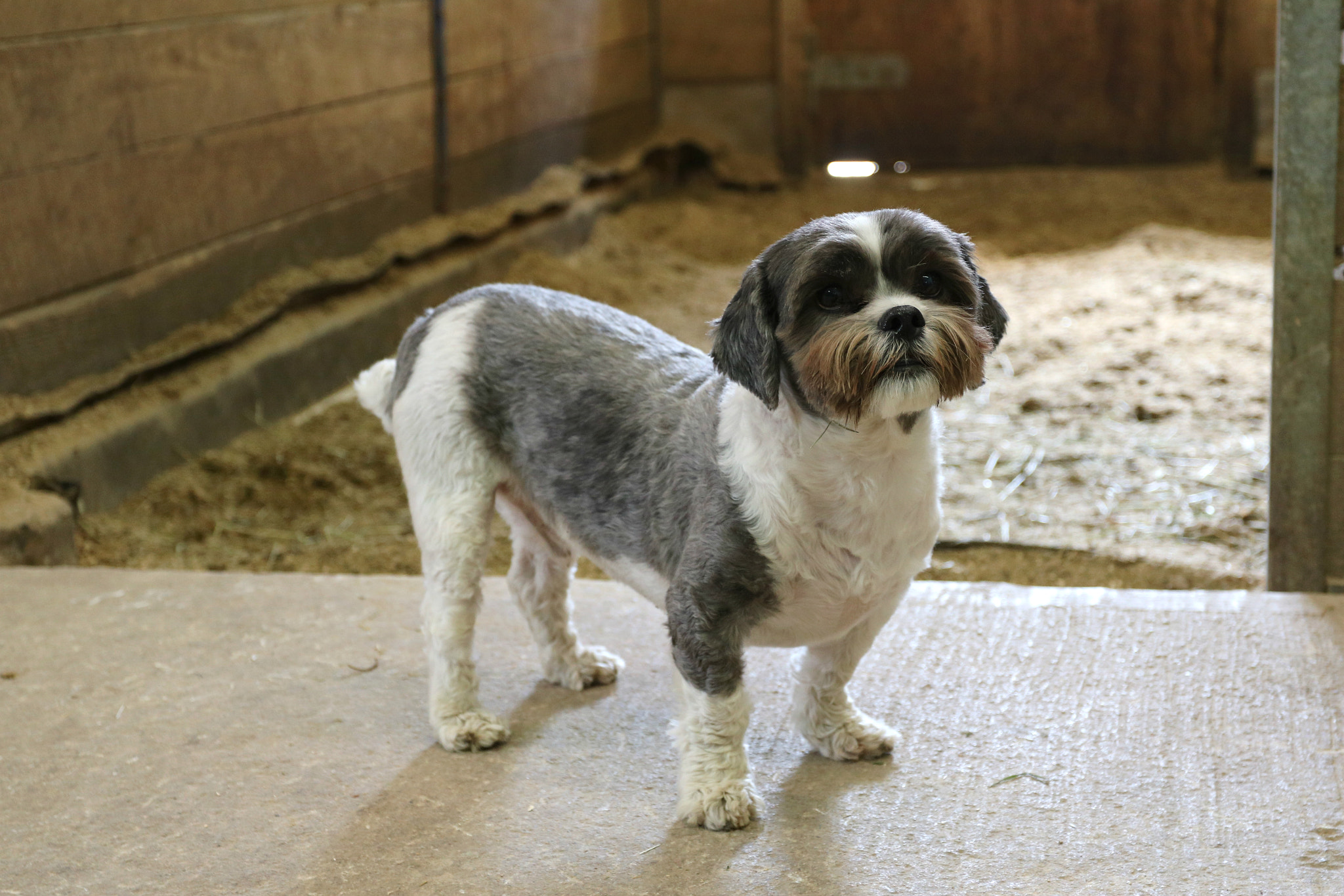 Canon EOS 760D (EOS Rebel T6s / EOS 8000D) + Canon EF 17-40mm F4L USM sample photo. Barn dog photography