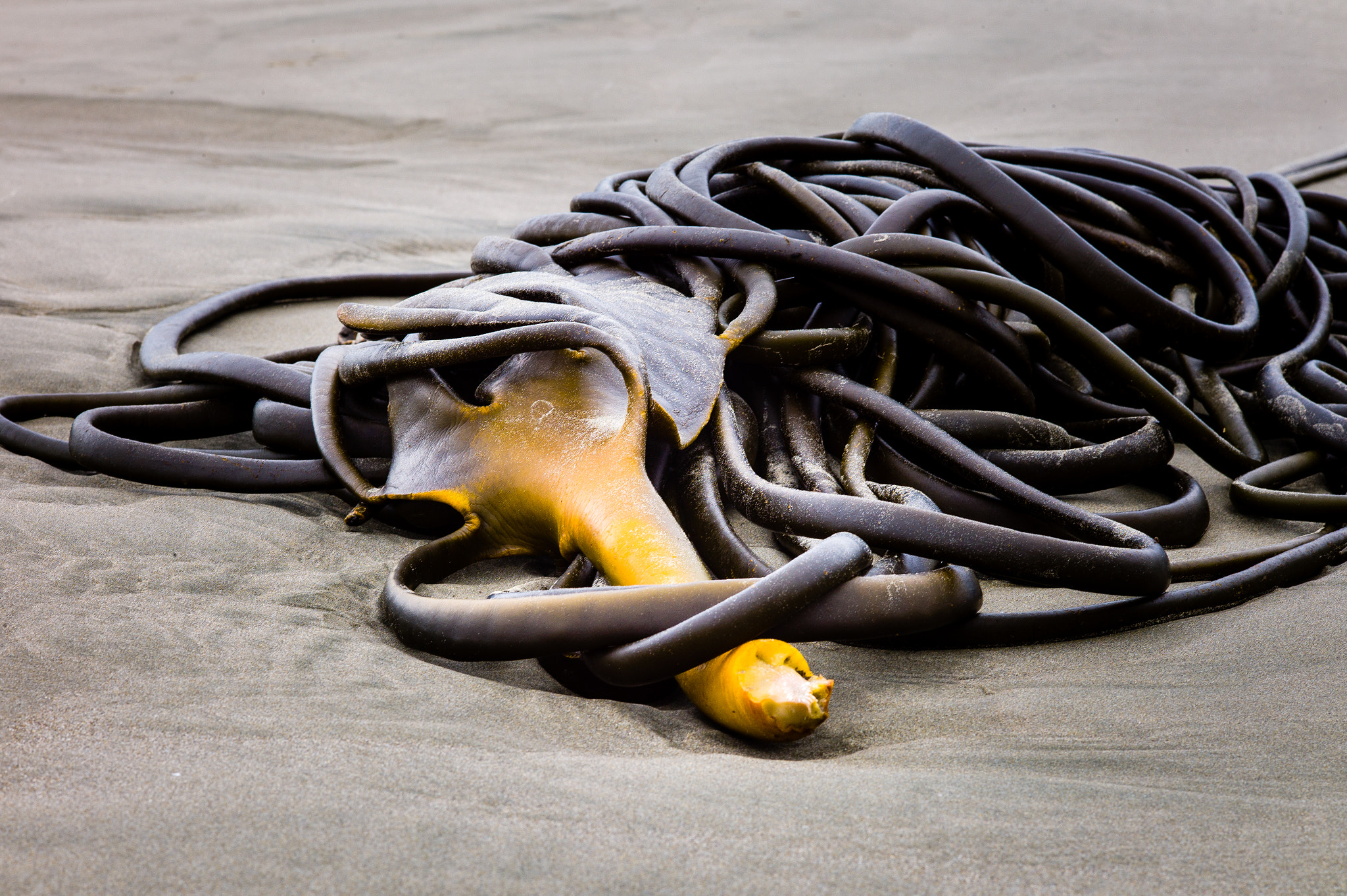 Leica M9 + Leica APO-Summicron-M 90mm F2 ASPH sample photo. Dead seaweed monster photography