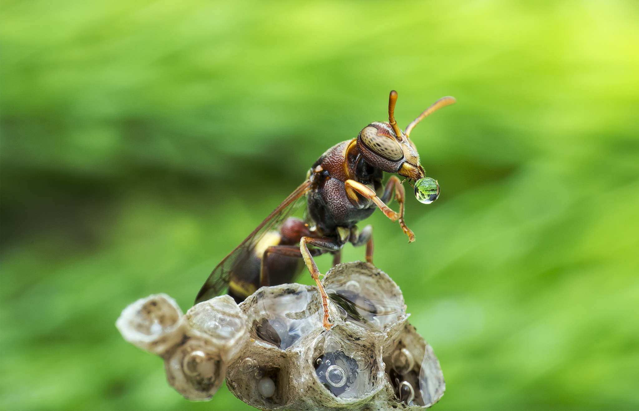 Canon EOS 60D + Canon EF 100mm F2.8 Macro USM sample photo. Wasp blowing water droplet 160425a photography