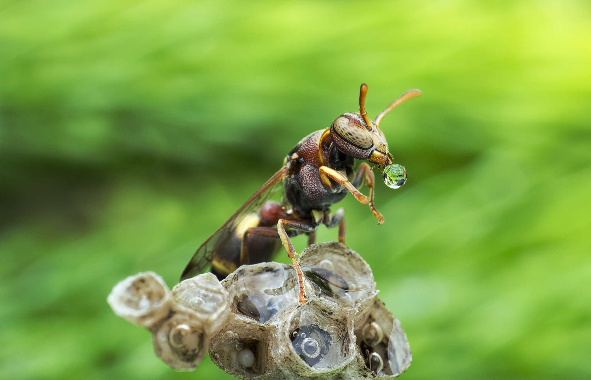 Canon EF 100mm F2.8 Macro USM sample photo. Wasp blowing water droplet 160425a photography