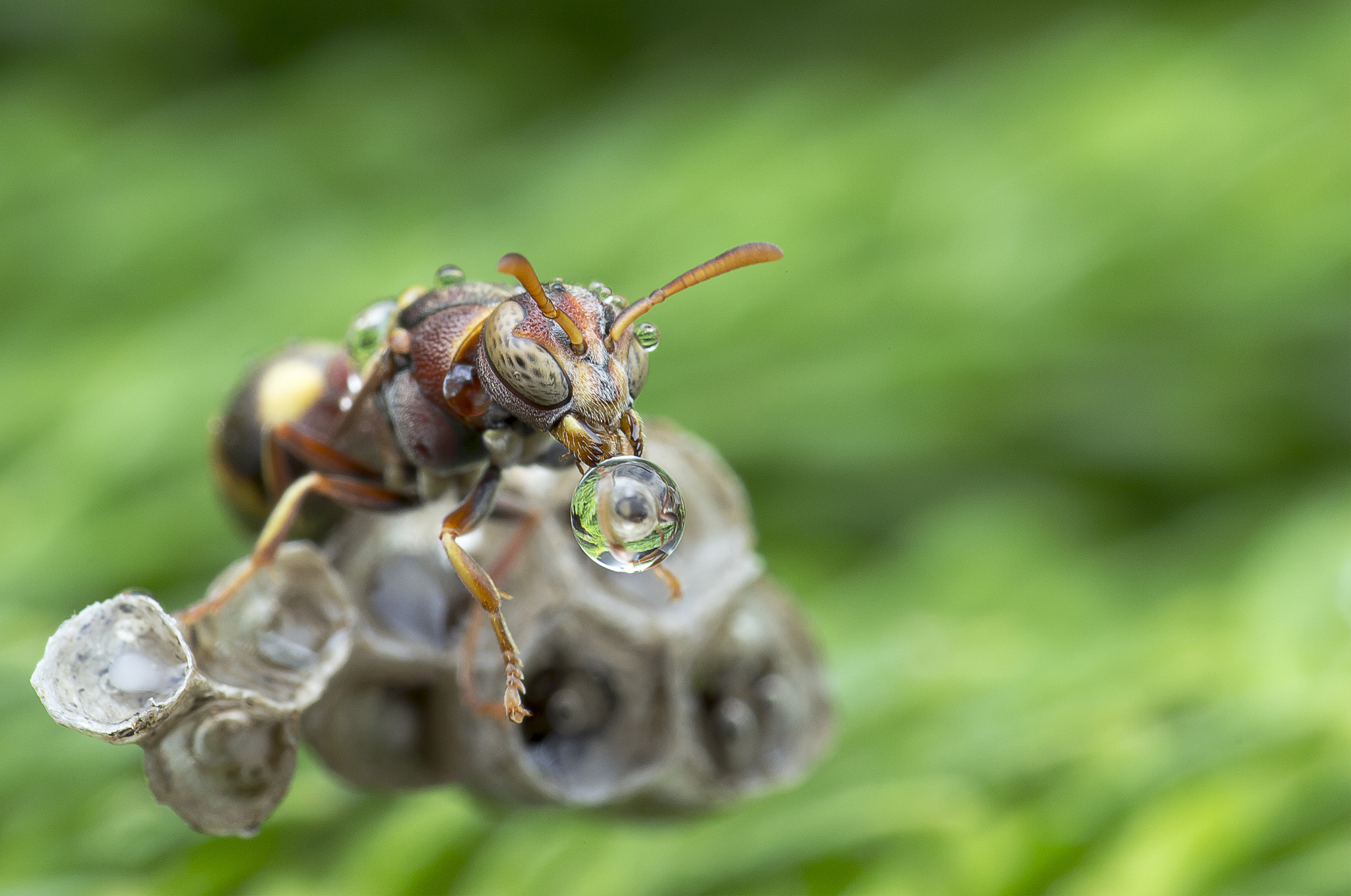 Canon EOS 60D + Canon EF 100mm F2.8 Macro USM sample photo. Wasp blowing water droplet 160425 photography