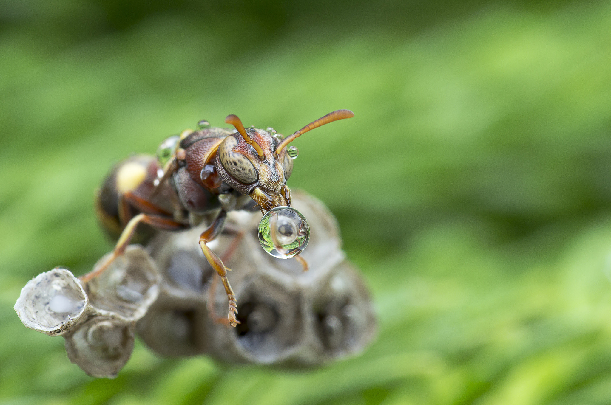 Canon EF 100mm F2.8 Macro USM sample photo. Wasp blowing water droplet 160425 photography