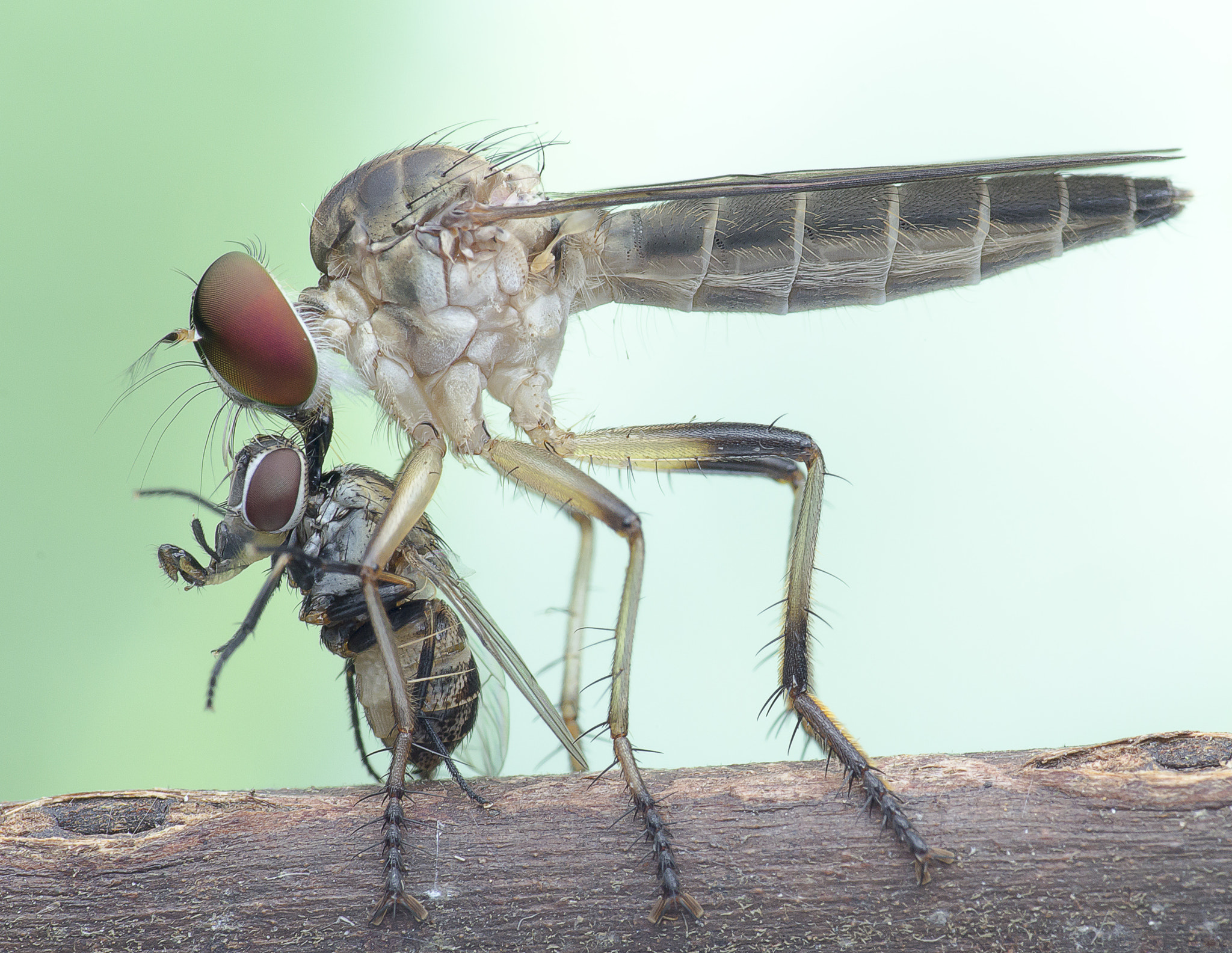 Canon EOS 60D + Canon EF 100mm F2.8 Macro USM sample photo. Robber fly with prey 160425a photography