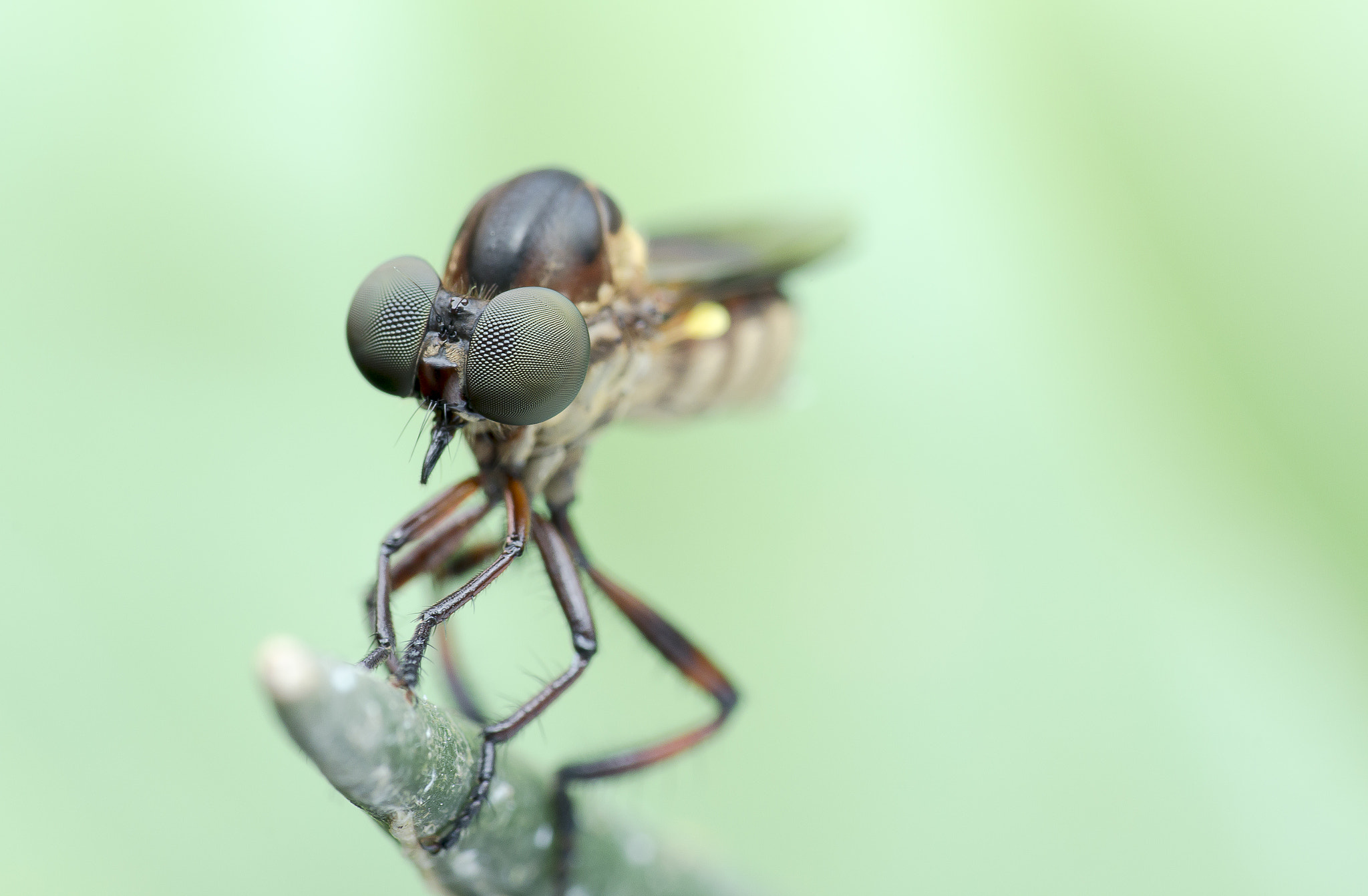 Canon EOS 60D + Canon EF 100mm F2.8 Macro USM sample photo. Robber fly 160425b photography