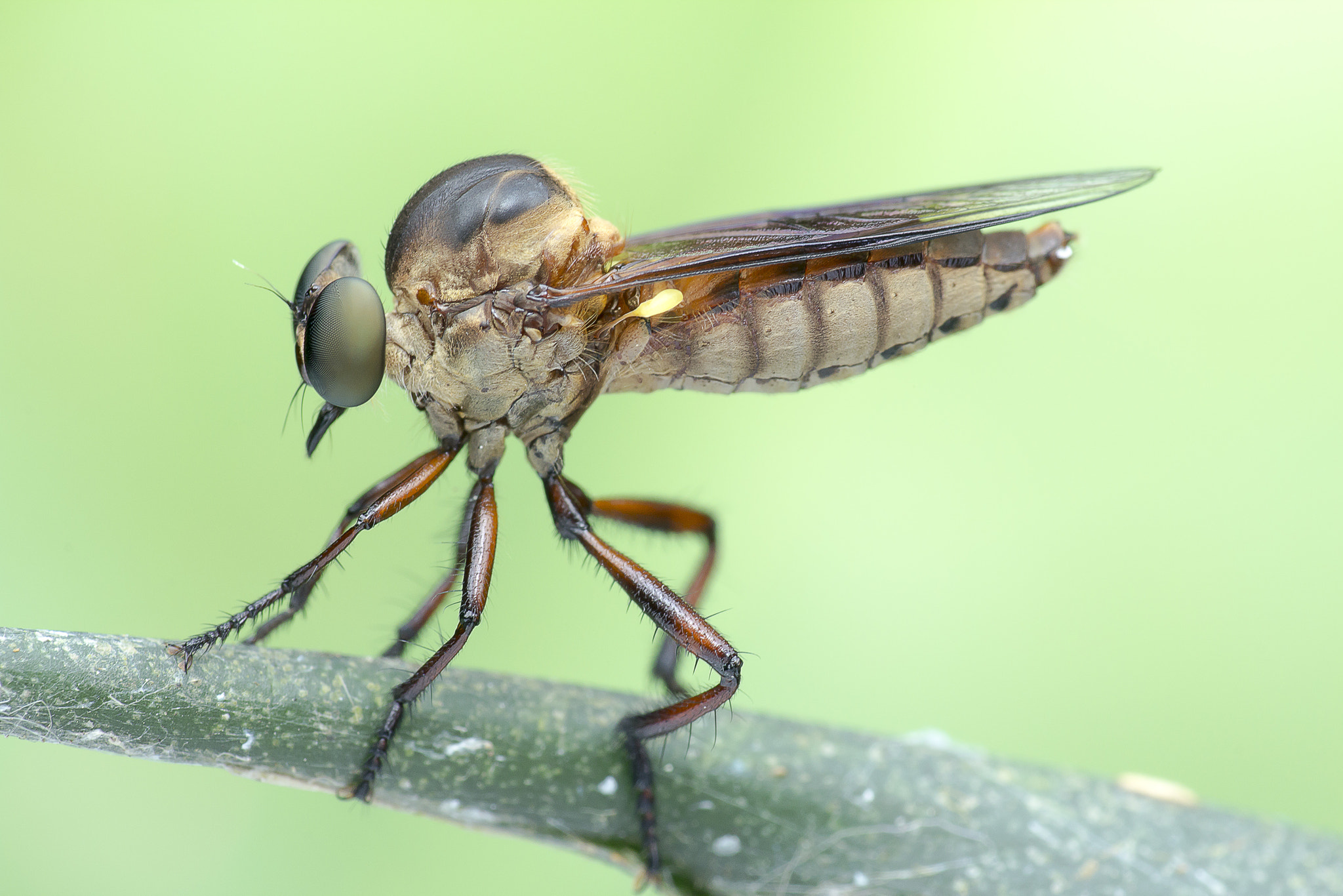 Canon EOS 60D + Canon EF 100mm F2.8 Macro USM sample photo. Robber fly 160425a photography
