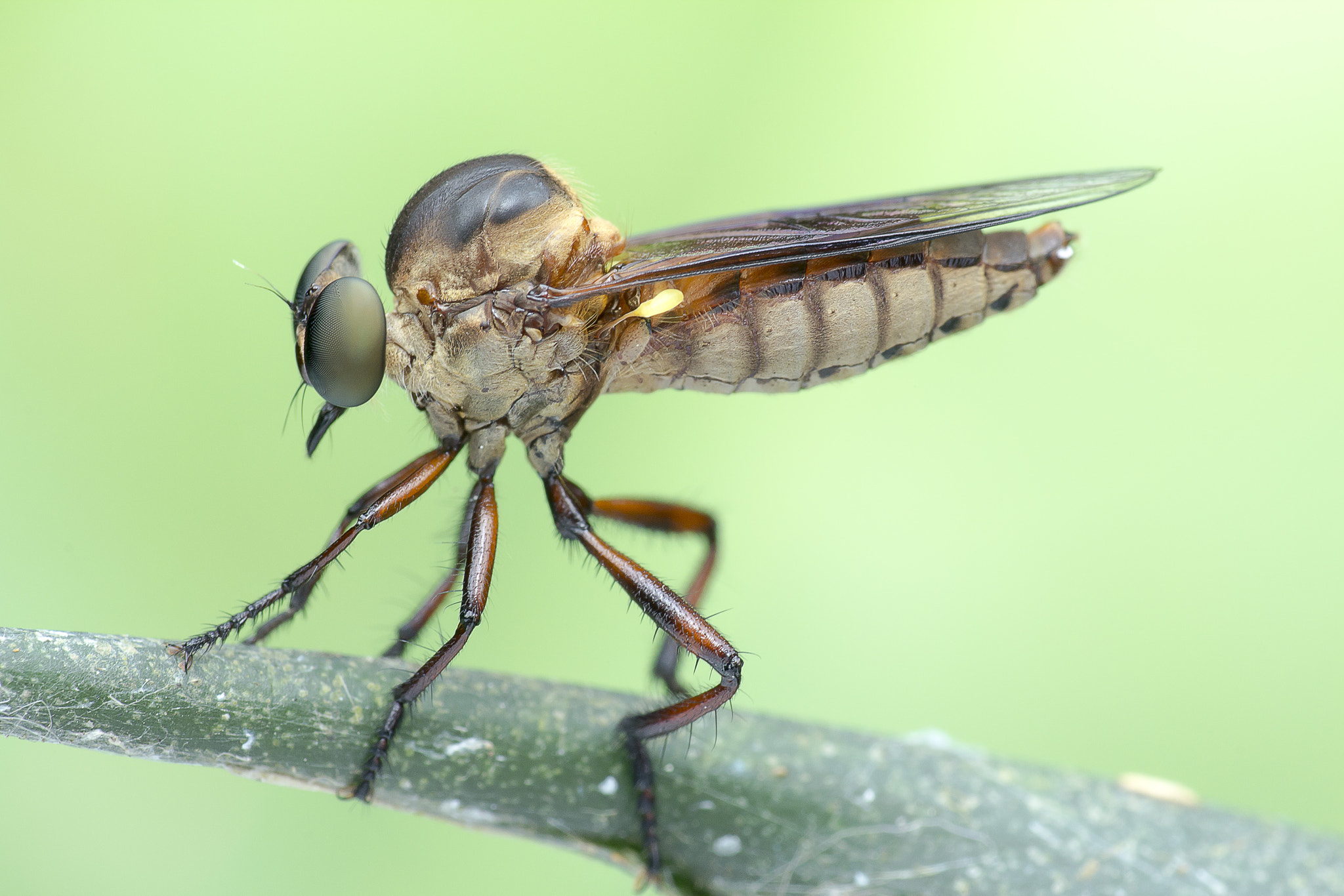 Canon EF 100mm F2.8 Macro USM sample photo. Robber fly 160425a photography