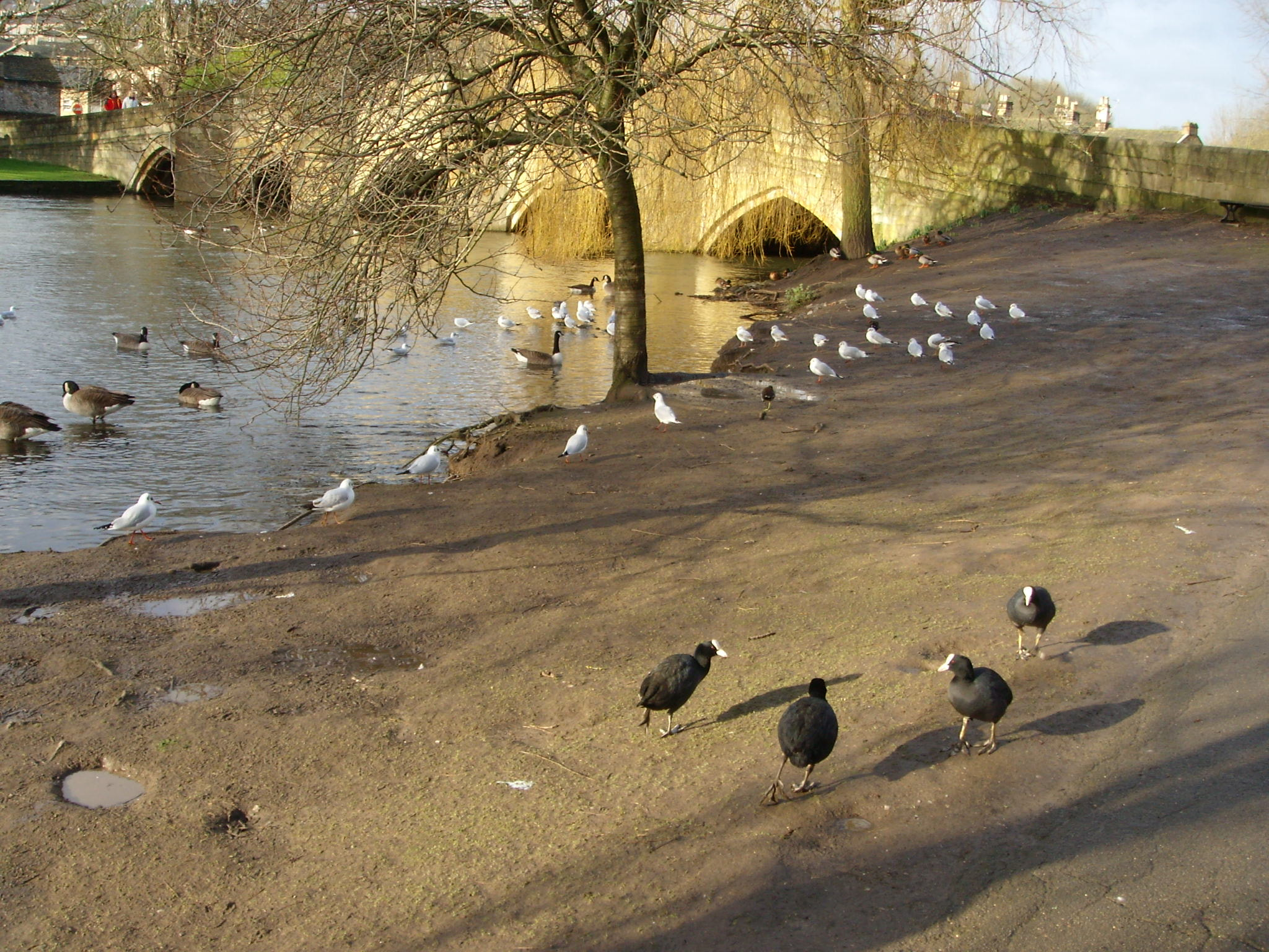 Nikon COOLPIX S9 sample photo. Gathering by the bridge  photography