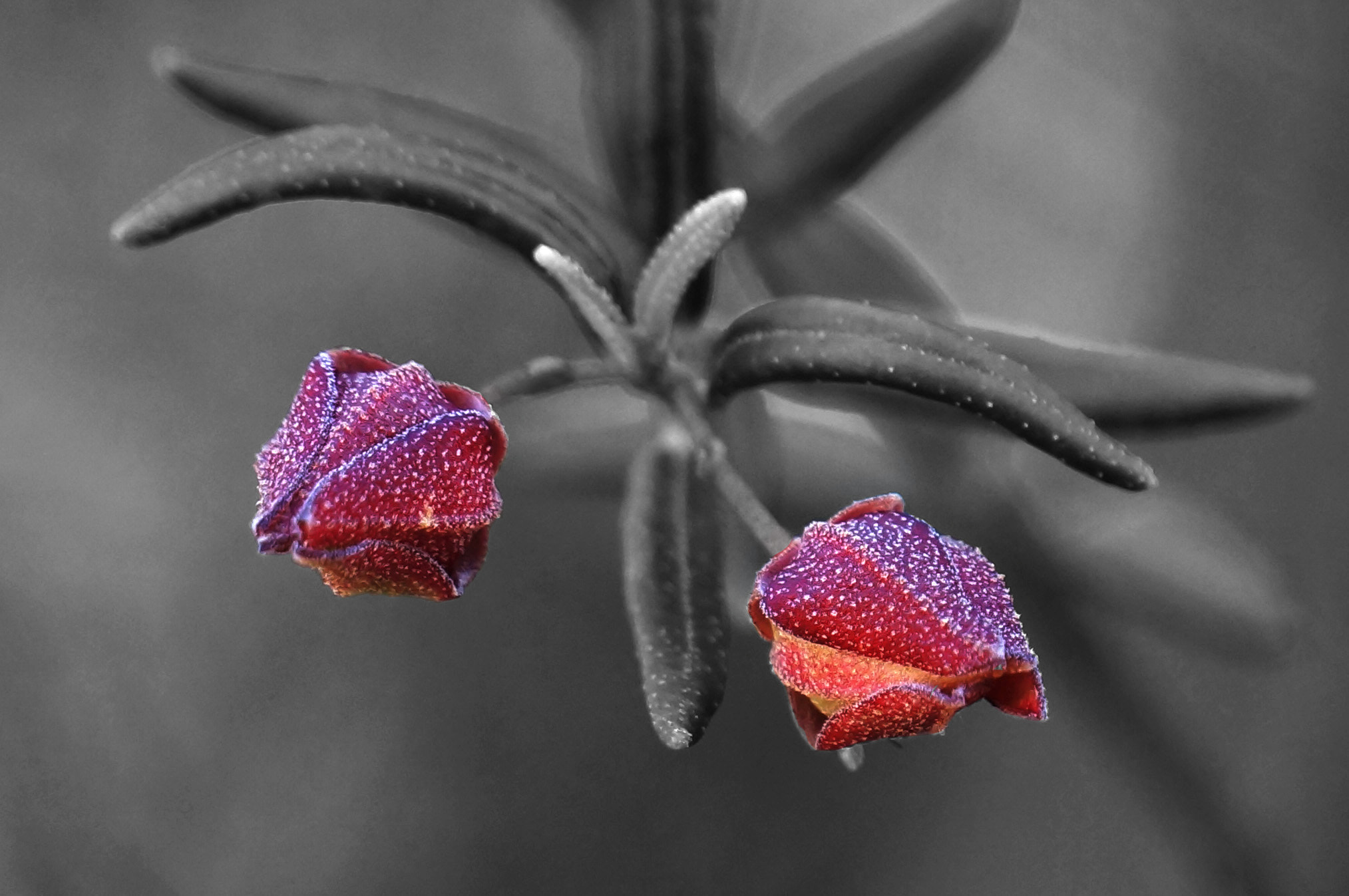 Sony E 18-200mm F3.5-6.3 OSS sample photo. Red buds photography