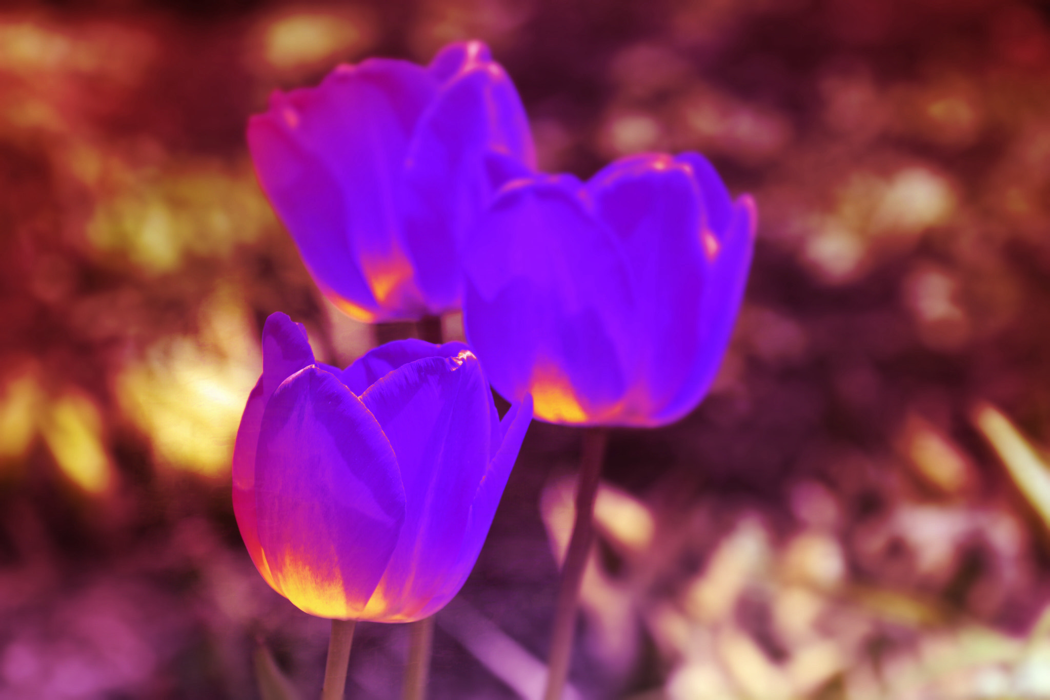 Canon EOS 650D (EOS Rebel T4i / EOS Kiss X6i) sample photo. Abstract photography