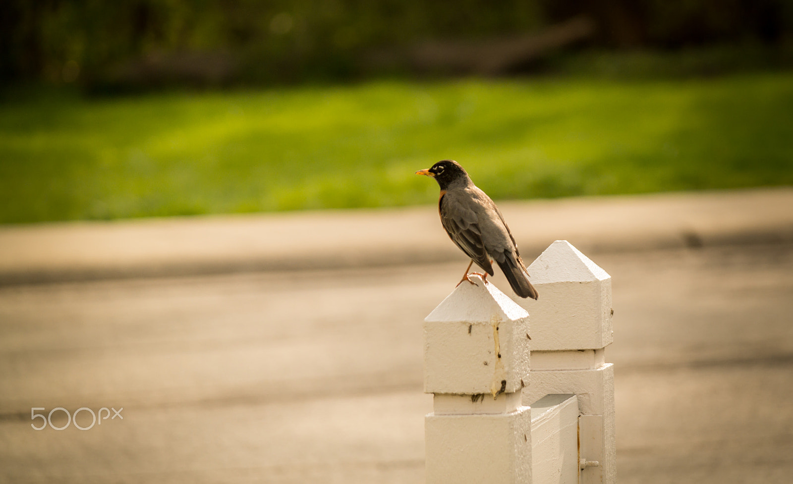 Samsung NX30 + Samsung NX 50-200mm F4-5.6 ED OIS sample photo. Evening time! photography