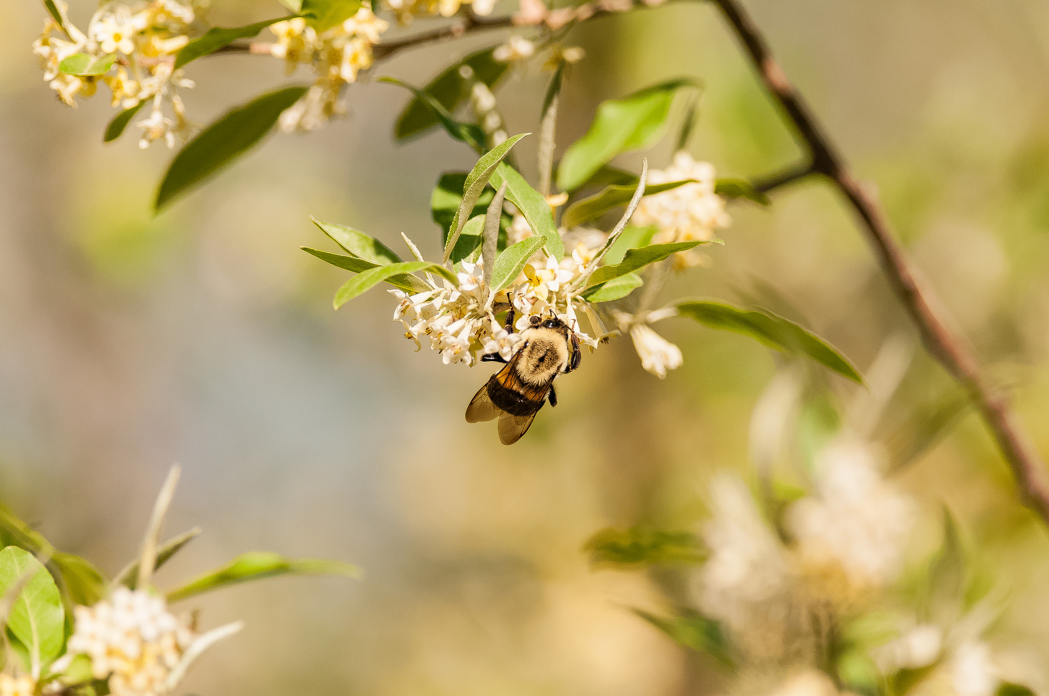 Nikon D300S + Nikon AF-S Nikkor 300mm F4D ED-IF sample photo. Bumble bee photography