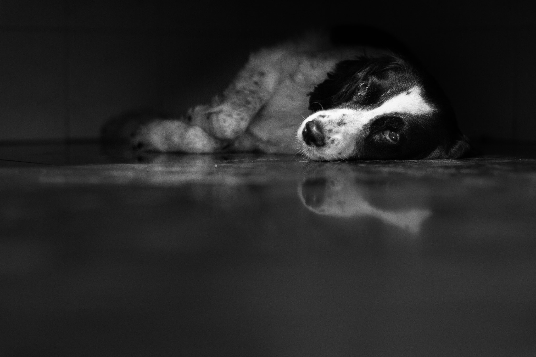 Canon EOS 550D (EOS Rebel T2i / EOS Kiss X4) + Canon EF 50mm F1.2L USM sample photo. This old dog photography