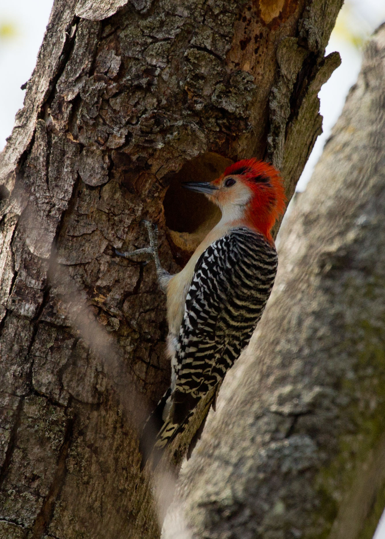 Canon EF 100-400mm F4.5-5.6L IS USM sample photo. Woodpecker photography