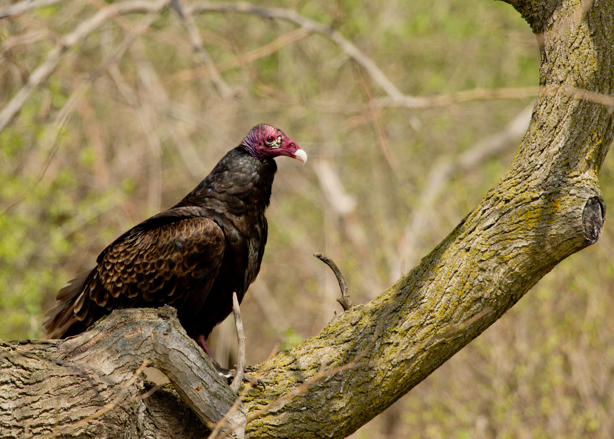Canon EOS 600D (Rebel EOS T3i / EOS Kiss X5) + Canon EF 100-400mm F4.5-5.6L IS USM sample photo. Turkey vulture photography