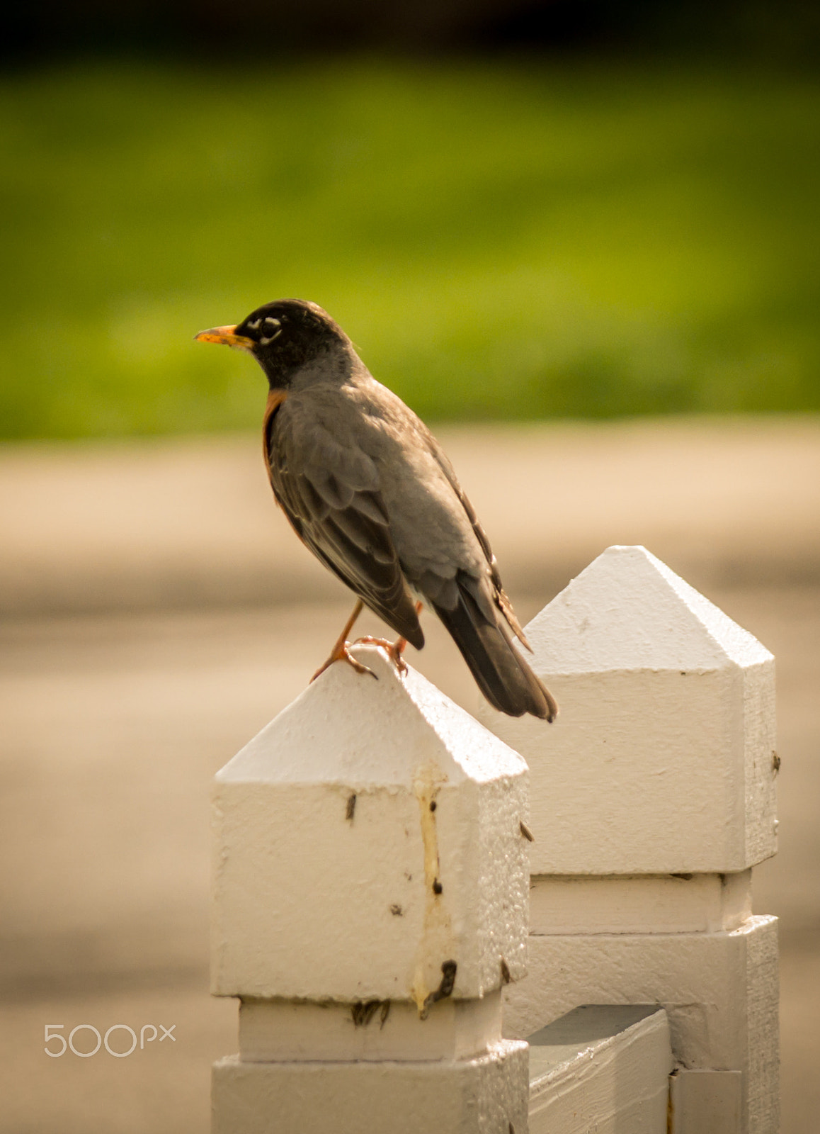 Samsung NX30 + Samsung NX 50-200mm F4-5.6 ED OIS sample photo. Evening time! photography
