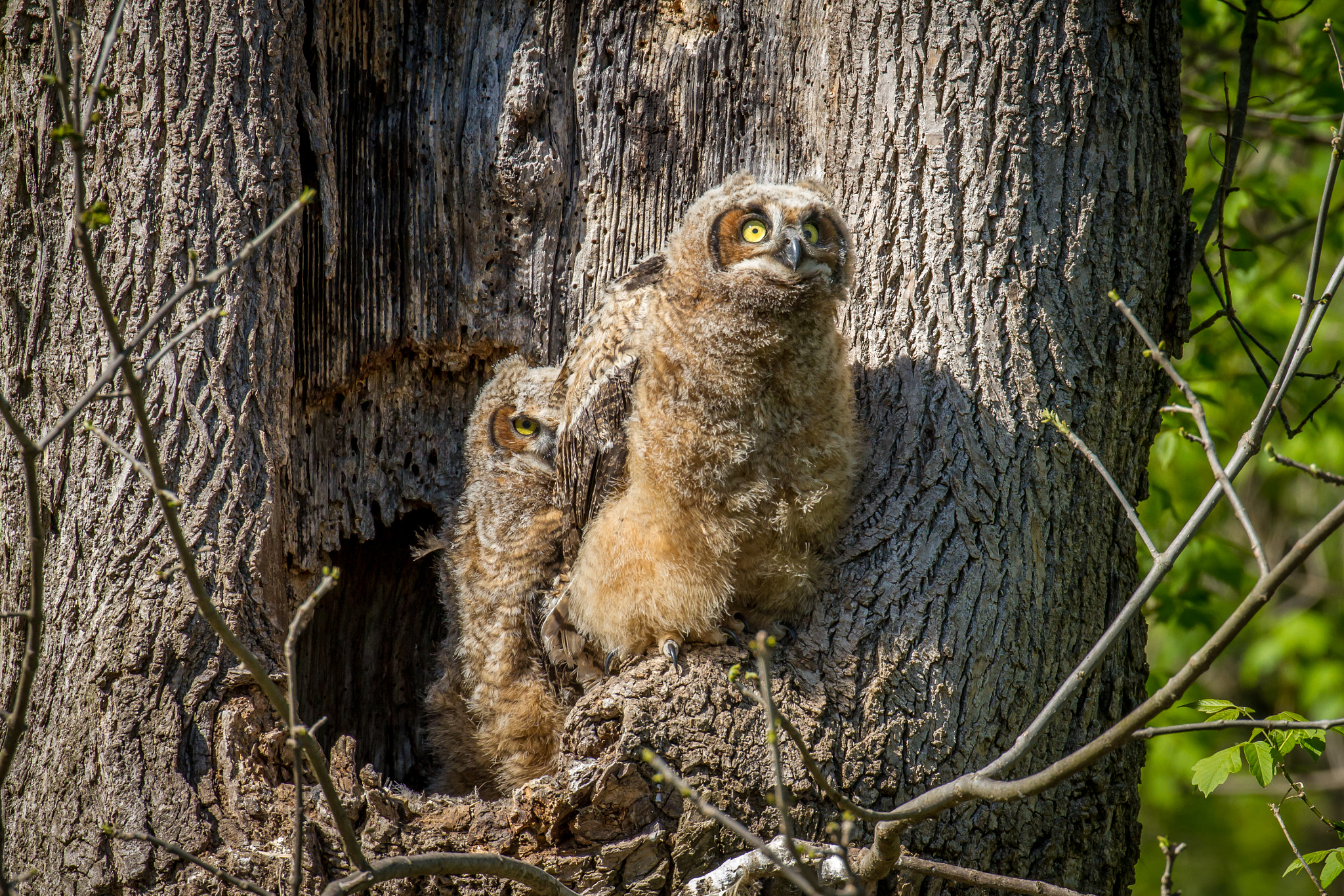 Canon EF 100-400mm F4.5-5.6L IS II USM sample photo. Peak-a-boo owlet photography