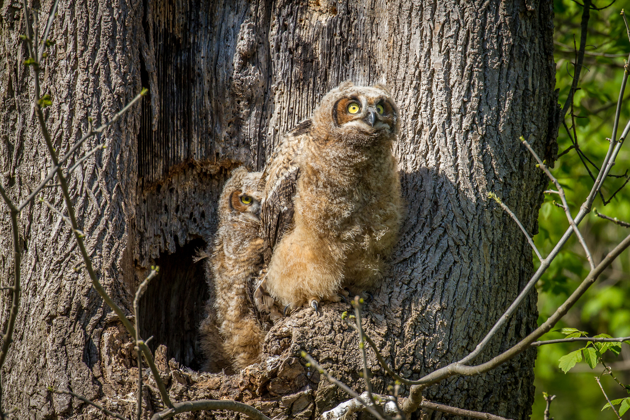 Canon EOS 7D + Canon EF 100-400mm F4.5-5.6L IS II USM sample photo. Peak-a-boo owlet photography