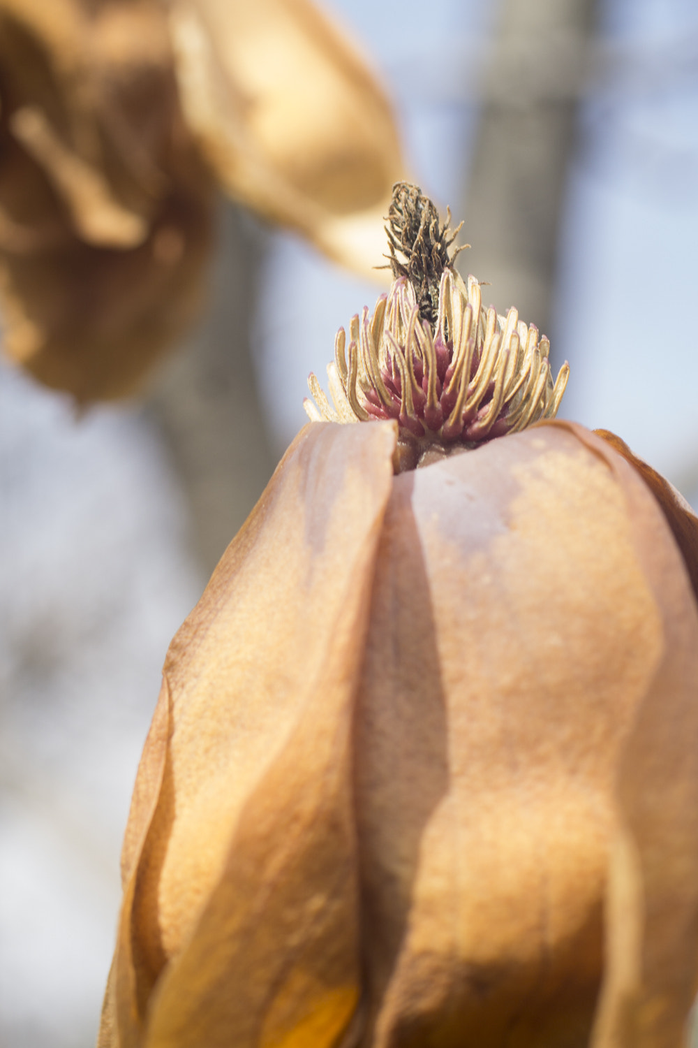Sony a6000 + Canon EF 50mm F2.5 Macro sample photo. The daily percyscope 016 photography