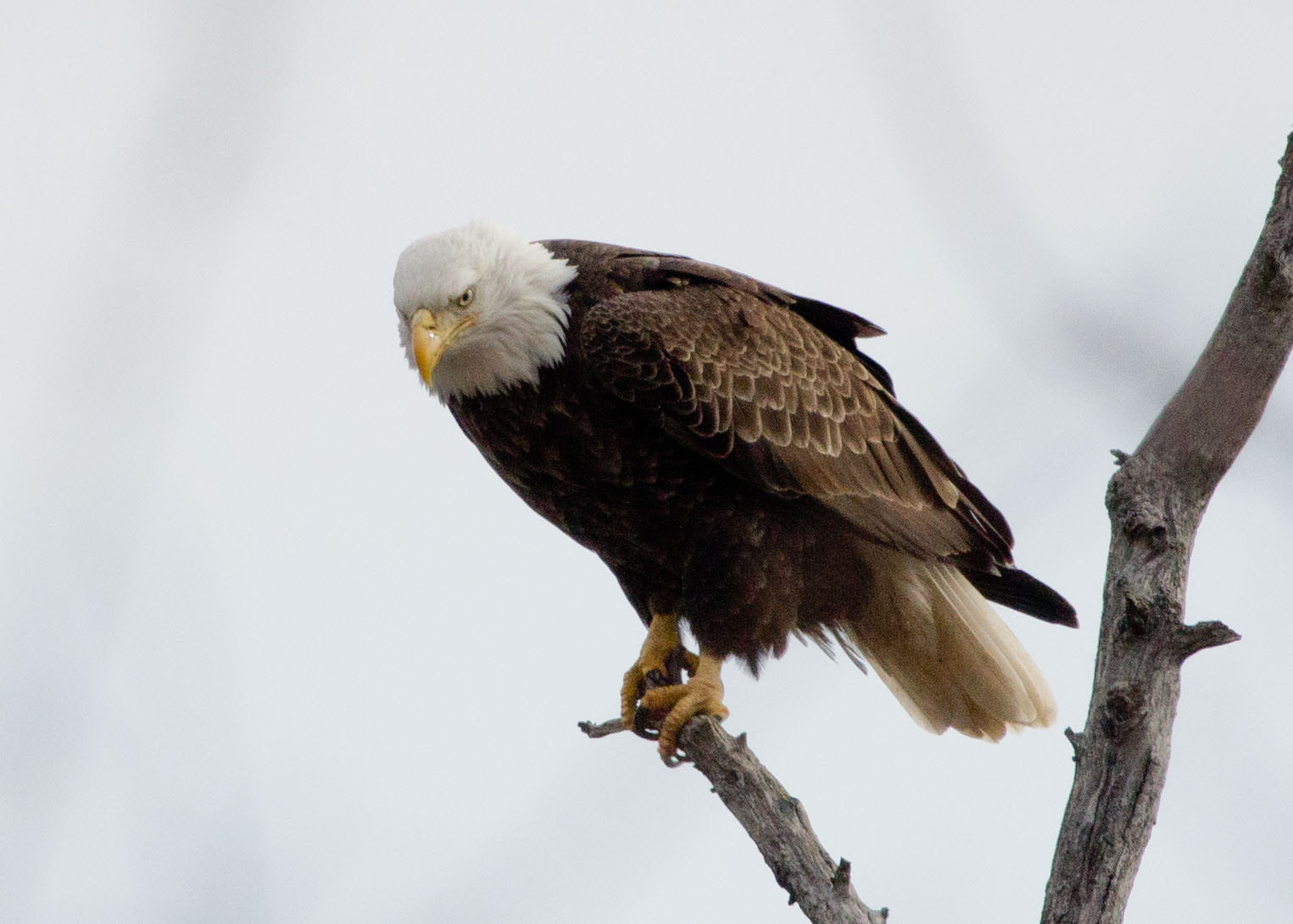 Canon EF 100-400mm F4.5-5.6L IS USM sample photo. Bald eagle photography