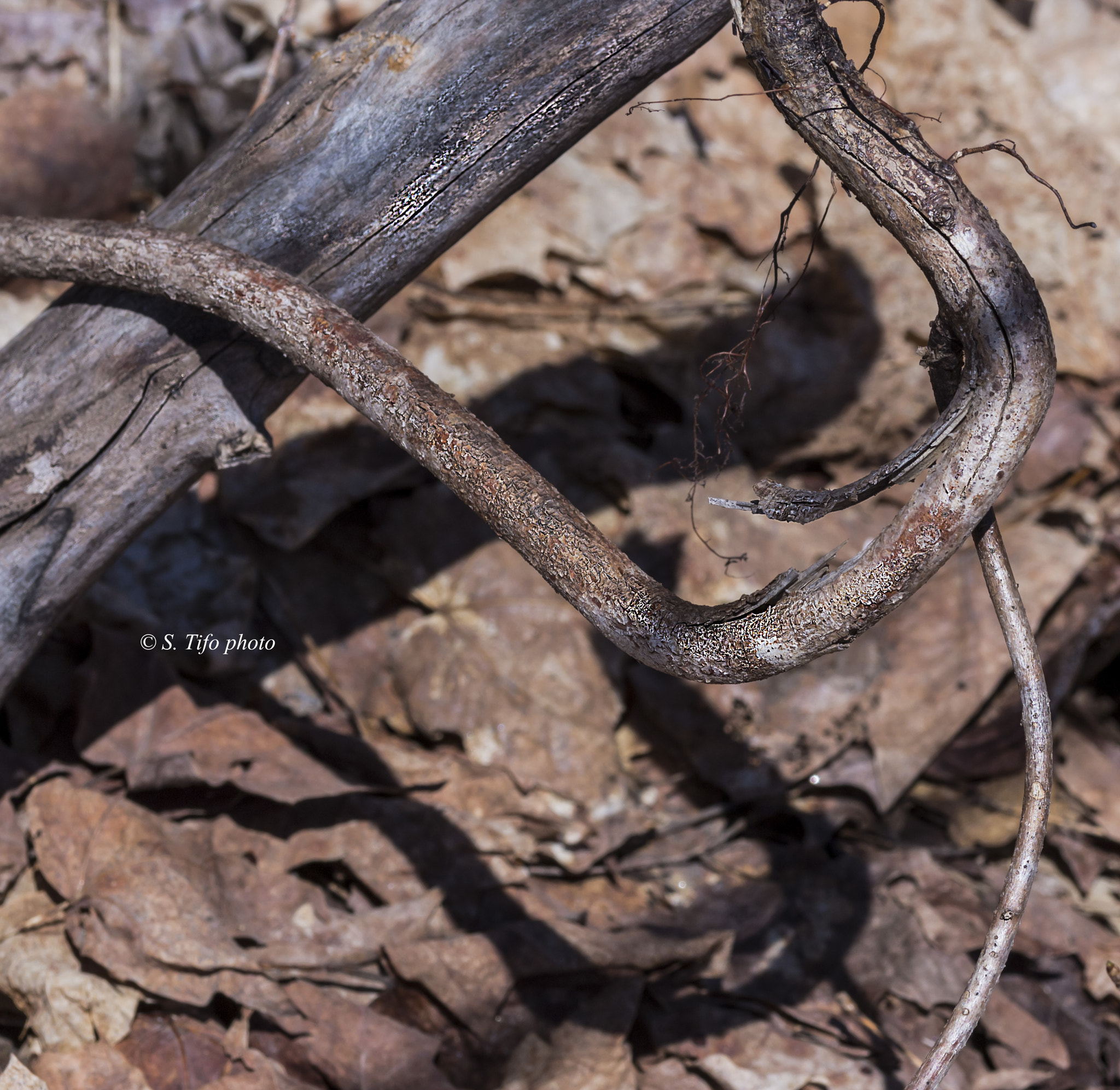 Sigma 105mm F2.8 EX DG OS HSM sample photo. Shadows and curves ... photography