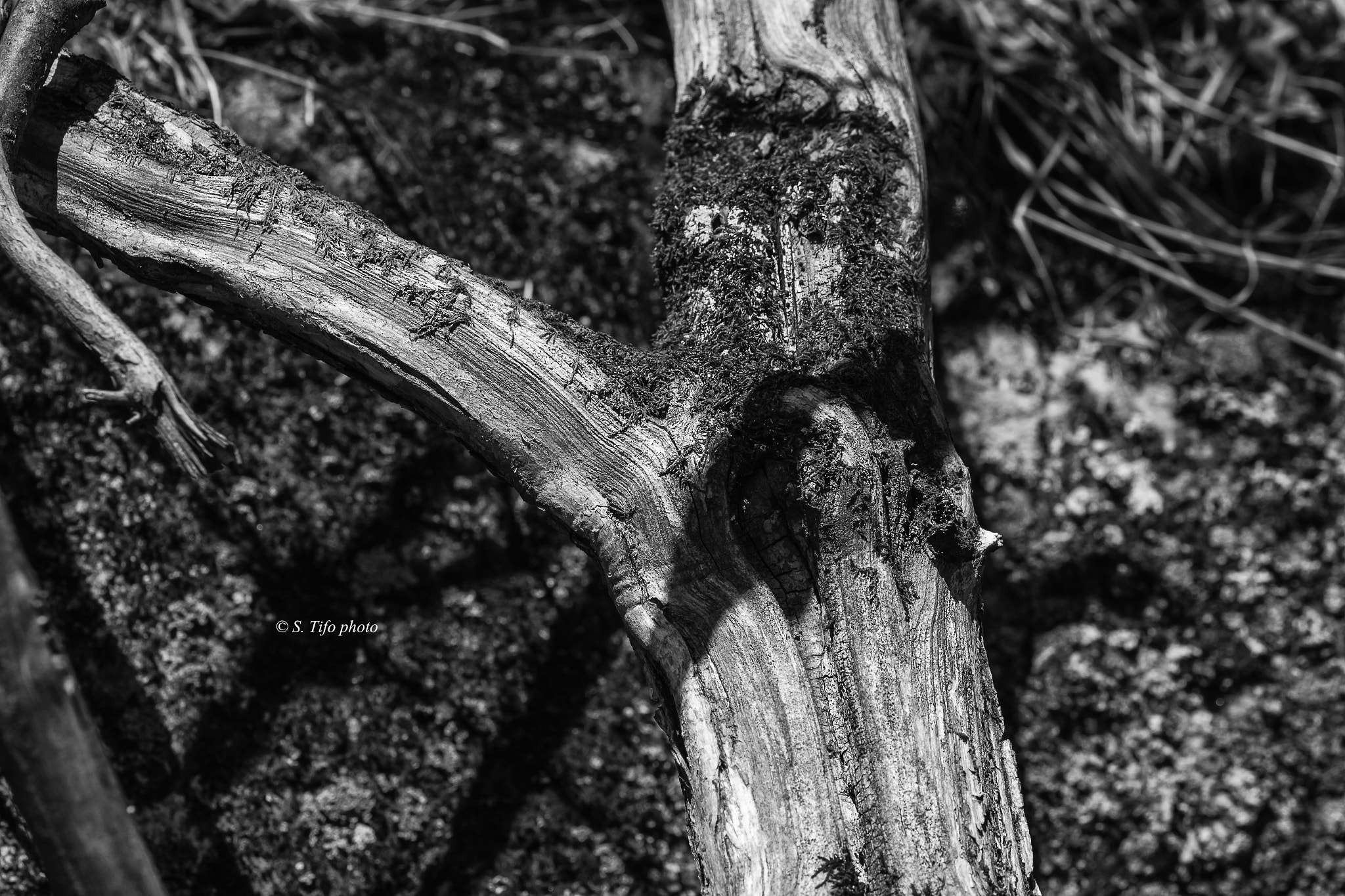 Sigma 105mm F2.8 EX DG OS HSM sample photo. Texture ... photography