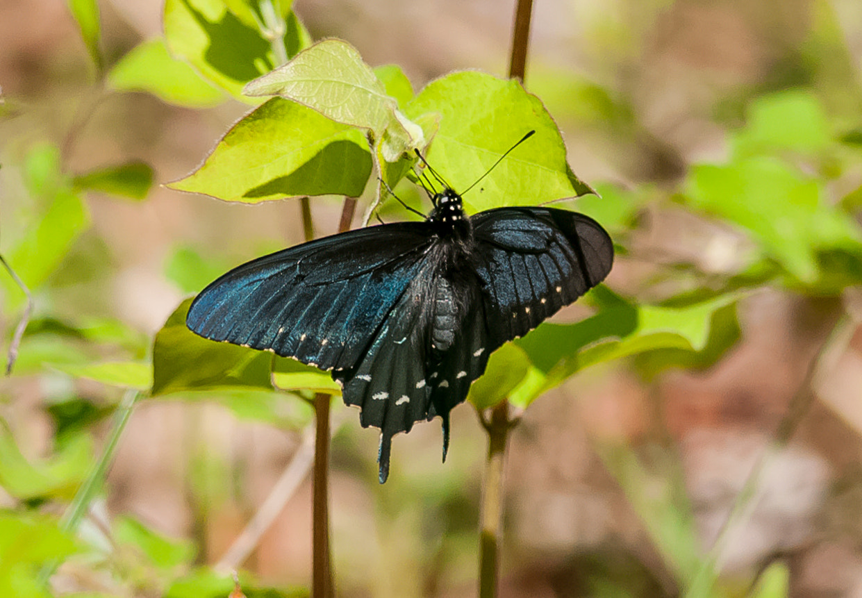 Nikon D300S + Nikon AF-S Nikkor 300mm F4D ED-IF sample photo. Black and blue butterfly photography