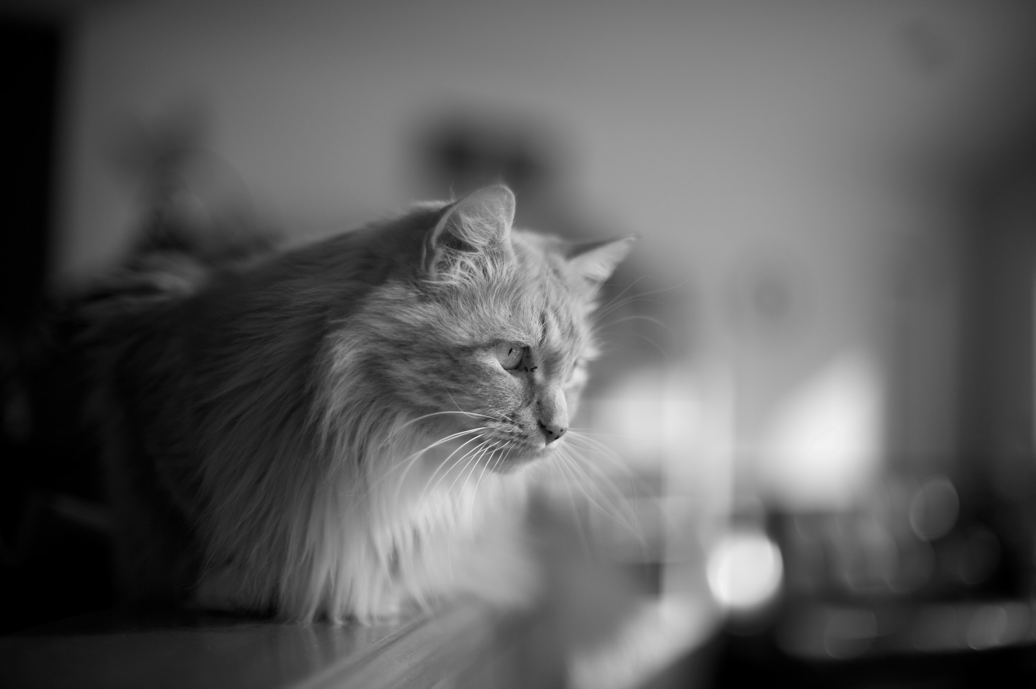 Nikon Df + AF Nikkor 50mm f/1.8 sample photo. Leo, perched photography