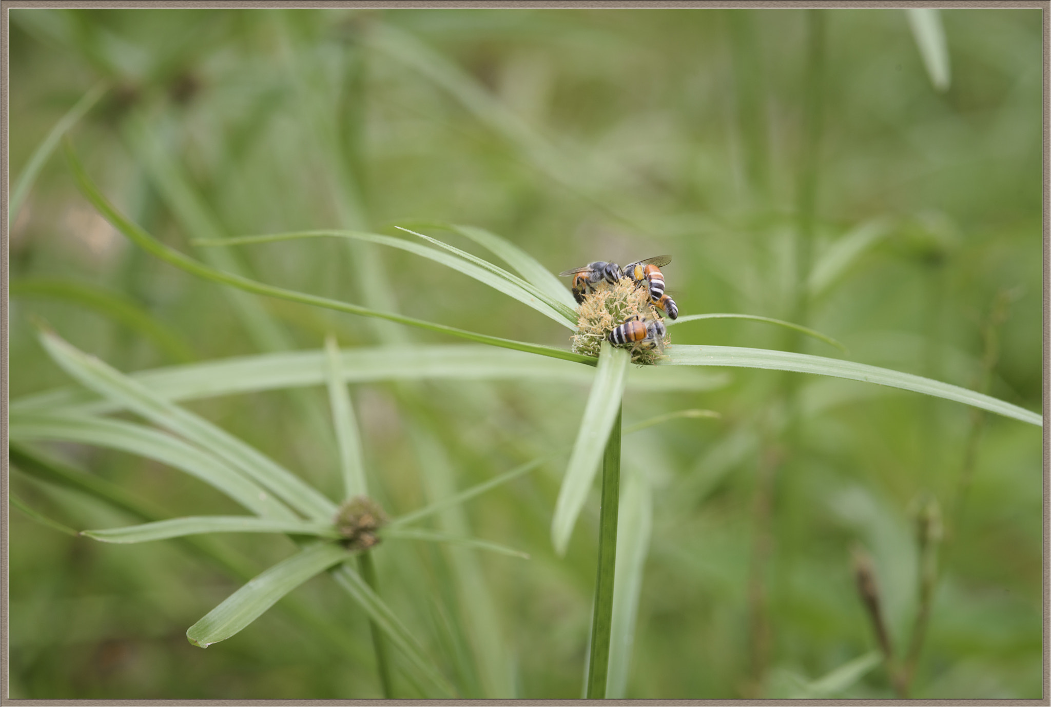 Nikon D750 + AF Micro-Nikkor 105mm f/2.8 sample photo. Cvgd photography