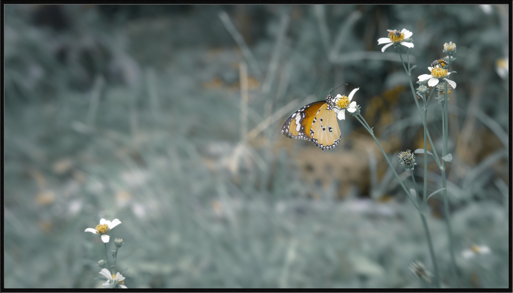 Nikon D750 + AF Micro-Nikkor 105mm f/2.8 sample photo. Cvgd photography