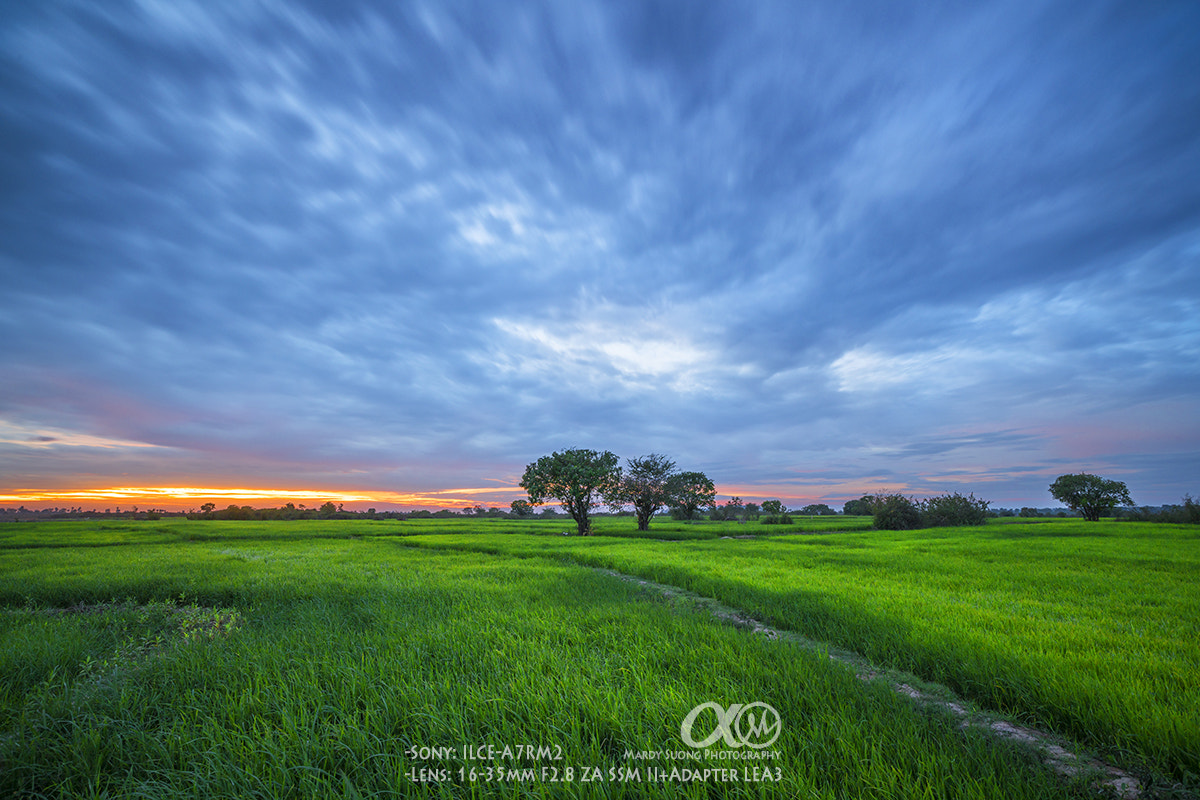 Sony a7R II sample photo. Rice field and sunset ! photography
