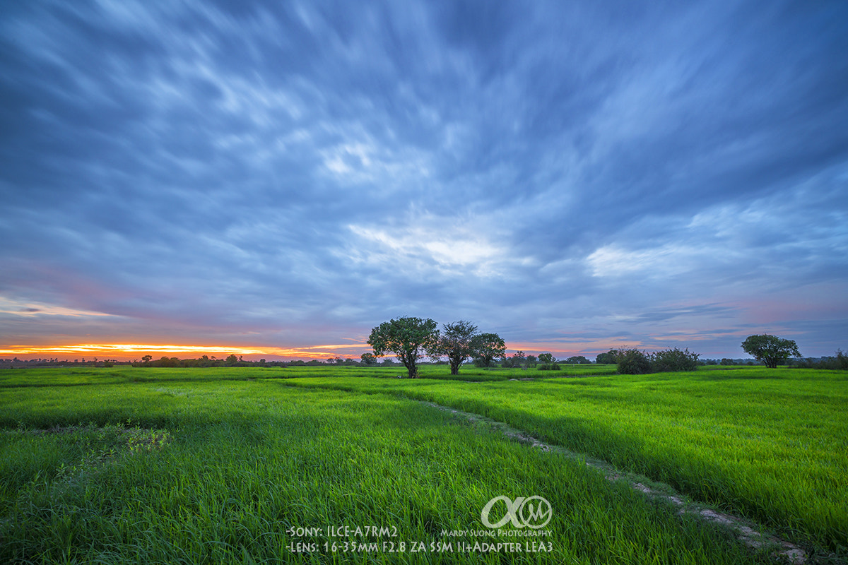 Sony Vario-Sonnar T* 16-35mm F2.8 ZA SSM II sample photo. Rice field and sunset ! photography