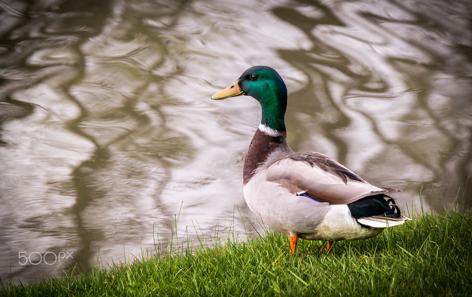 Samsung NX30 + Samsung NX 50-200mm F4-5.6 ED OIS sample photo. Swim or not! photography