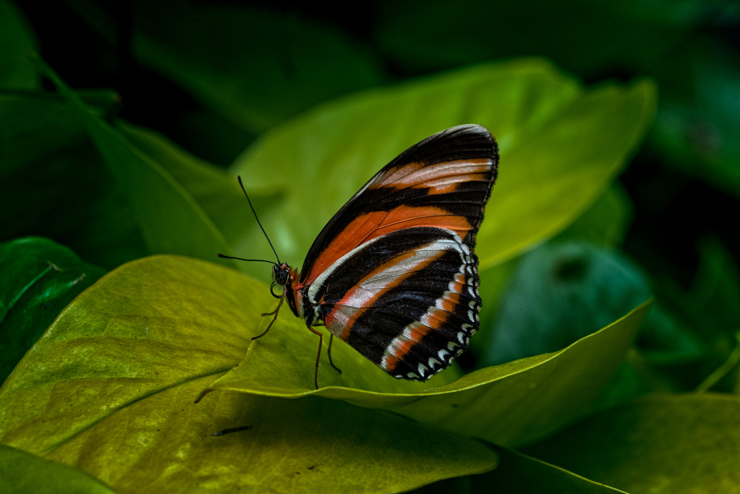 Nikon D600 sample photo. Beauty in nature photography