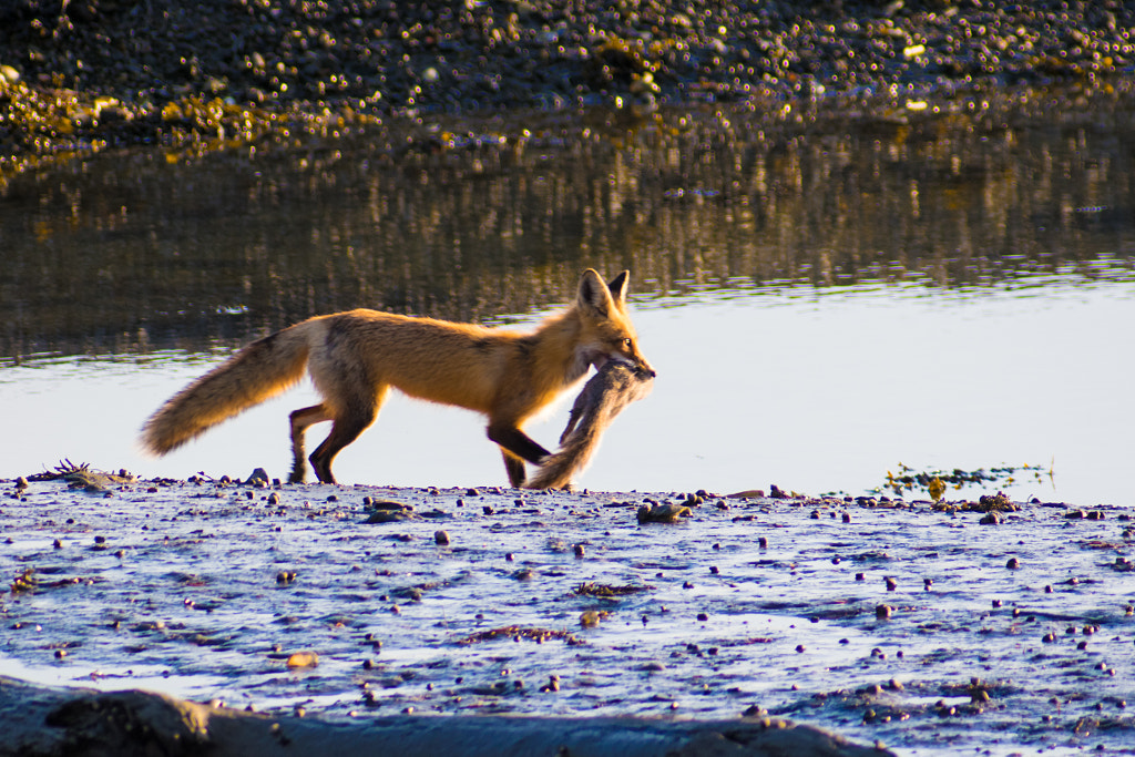 10 Interesting Facts About Red Foxes | Red Fox | Diet, Behavior, and Adaptations