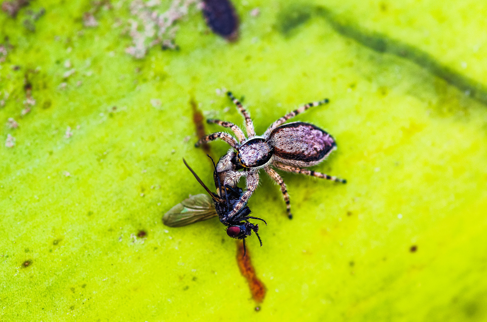 Pentax smc D-FA 100mm F2.8 Macro WR sample photo. Macro monday photography