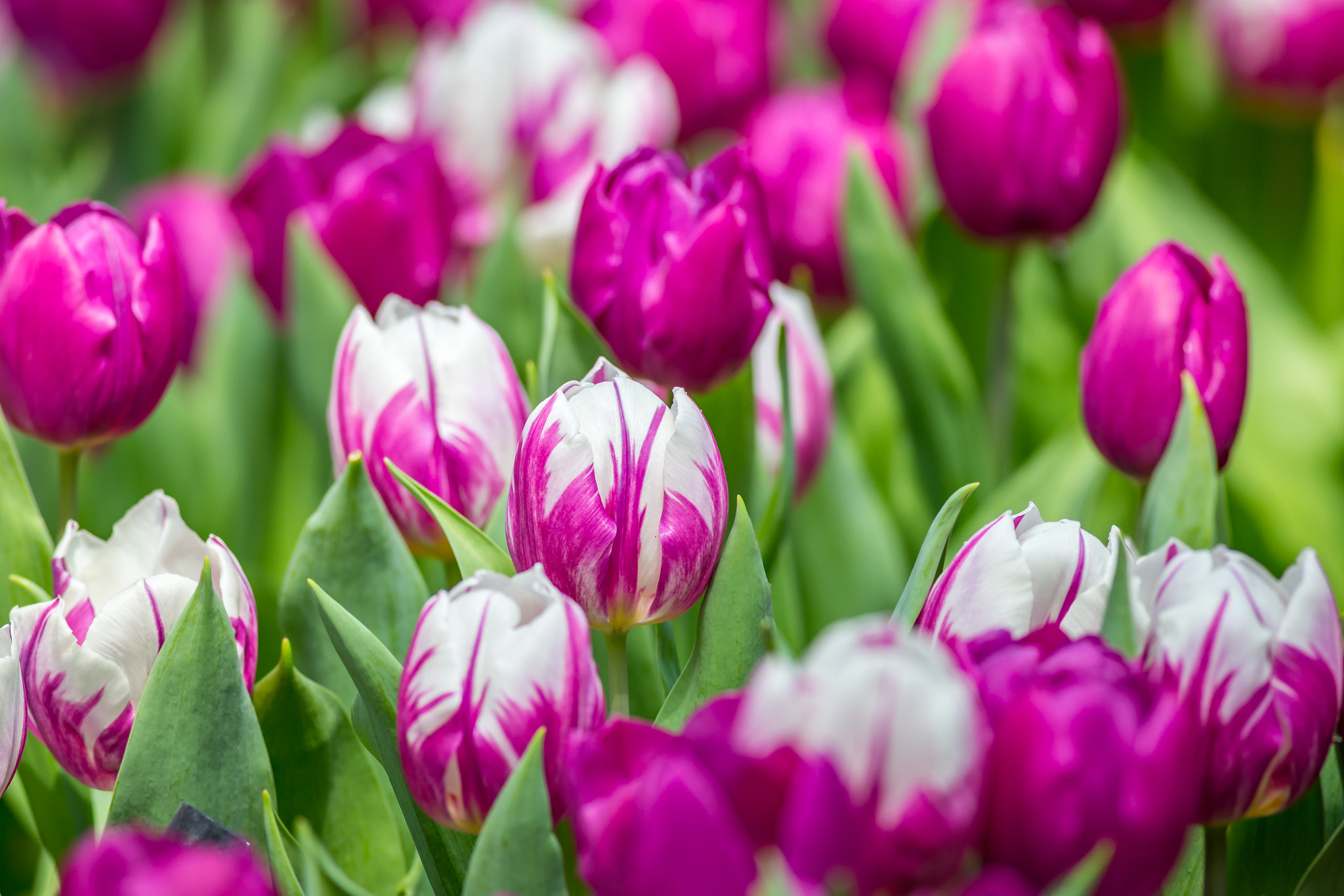 Canon EOS 6D + Canon EF 400mm F5.6L USM sample photo. Purple tulips photography