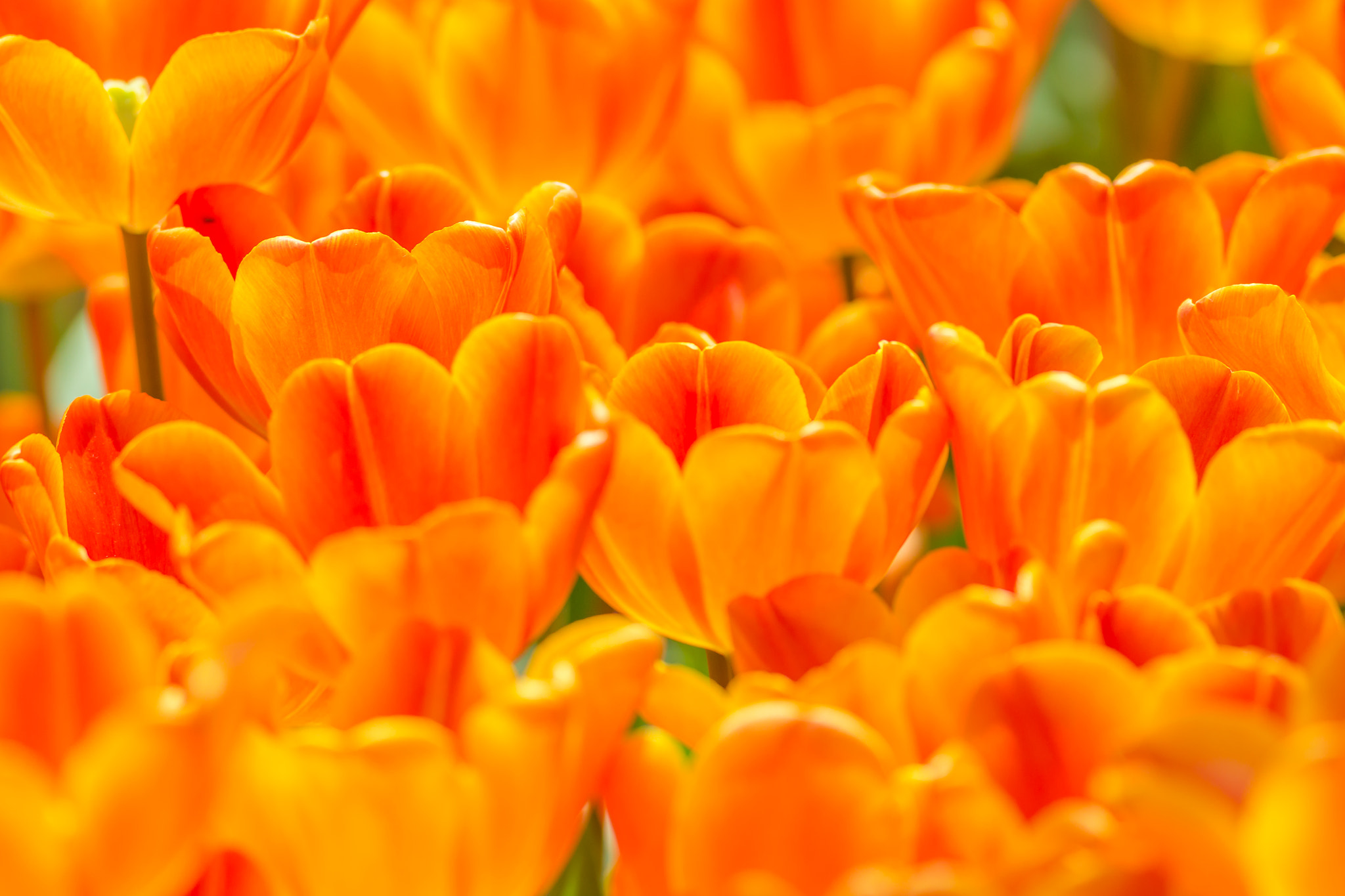Canon EOS 6D + Canon EF 400mm F5.6L USM sample photo. Orange tulips photography