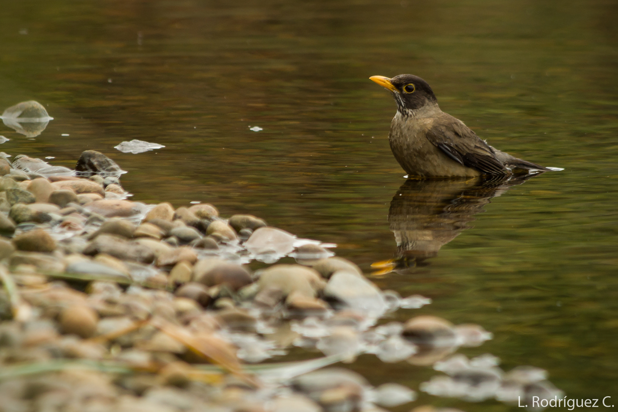 smc PENTAX-DA L 55-300mm F4-5.8 ED sample photo. Tomando un baño. zorzal - austral thrush photography